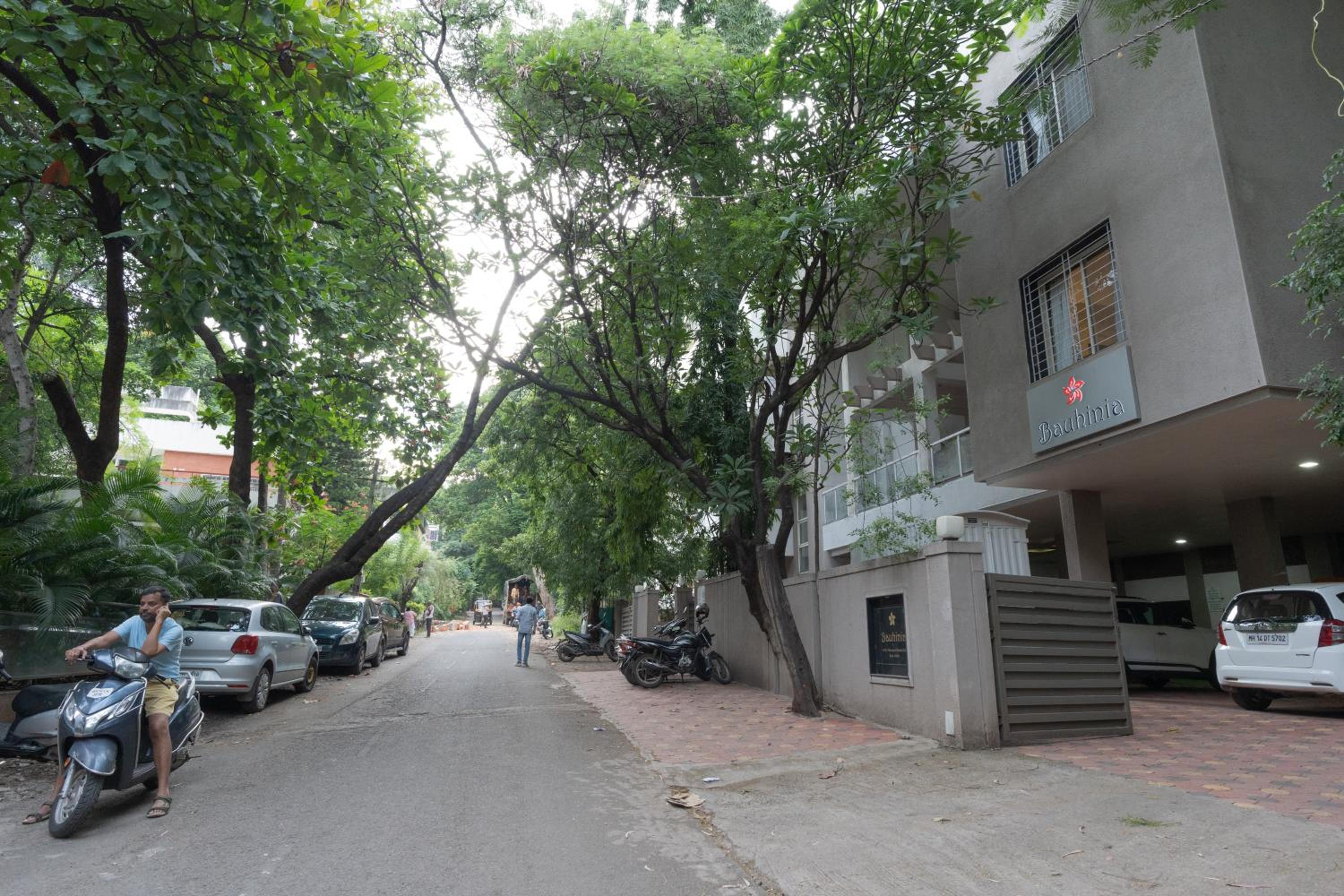 Bauhinia view 2