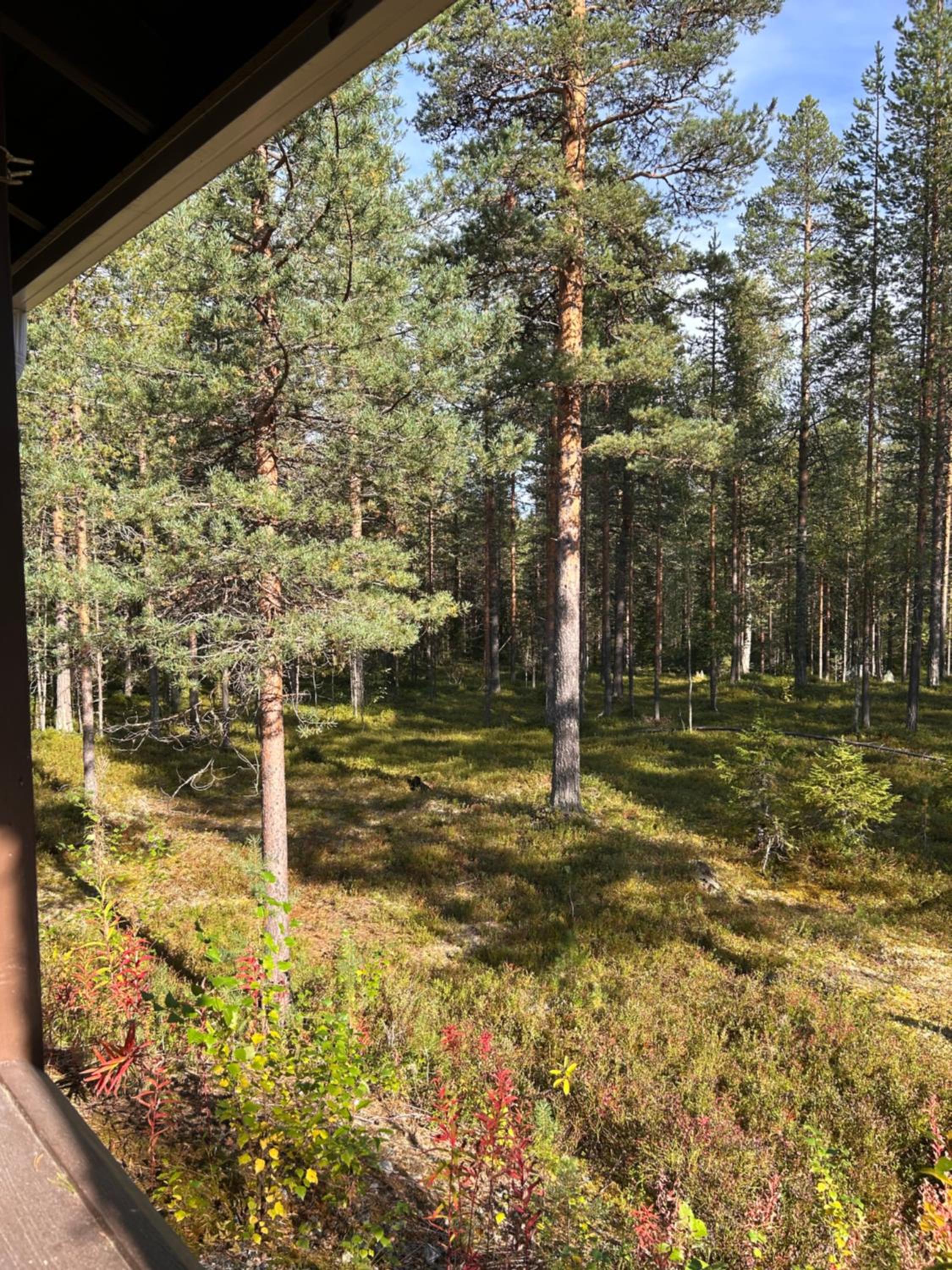 Unelmasäleikkö 2