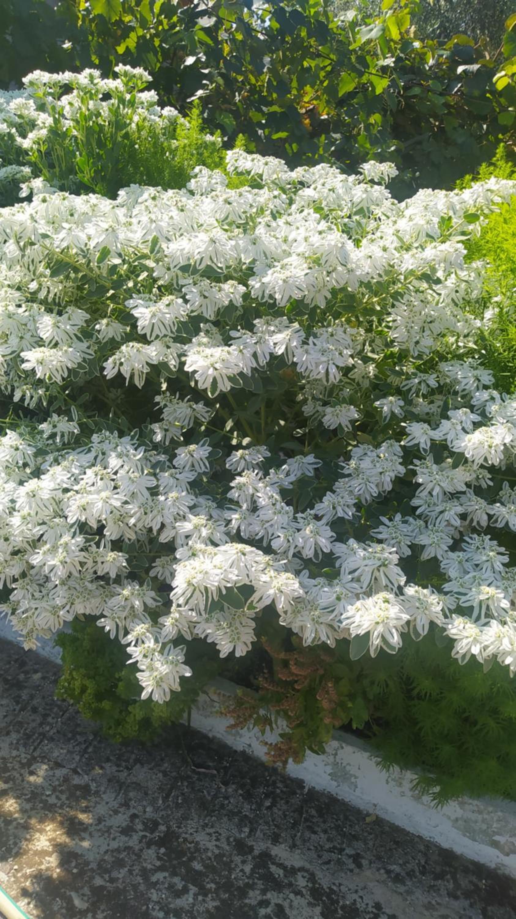 Spring Village Home