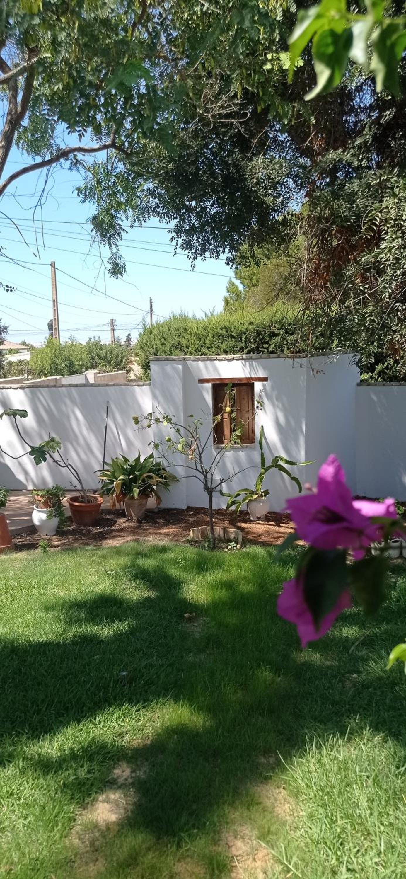 La Luciérnaga