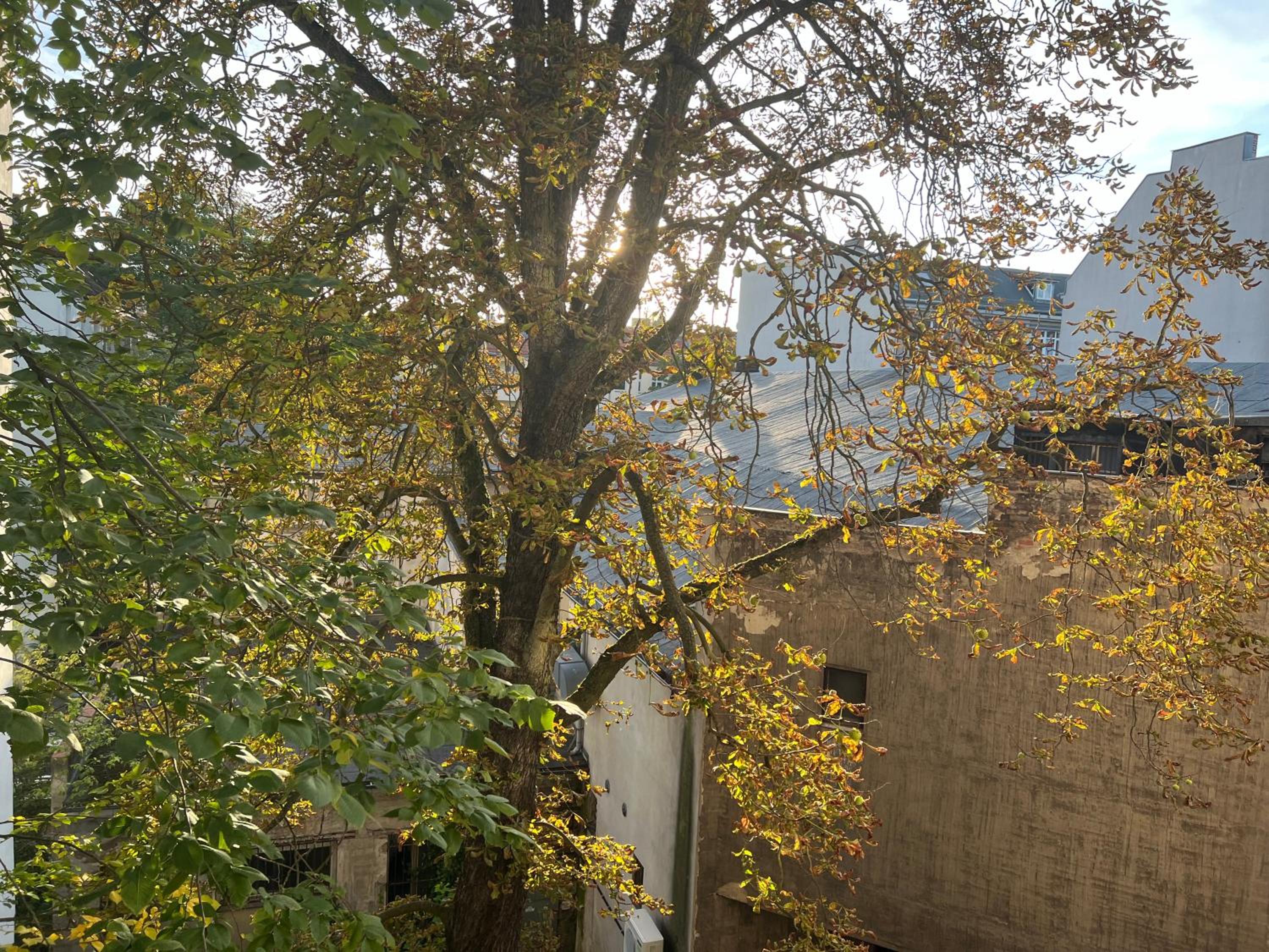 Schillerkiez helle zentrale Wohnung mit Berliner Charme