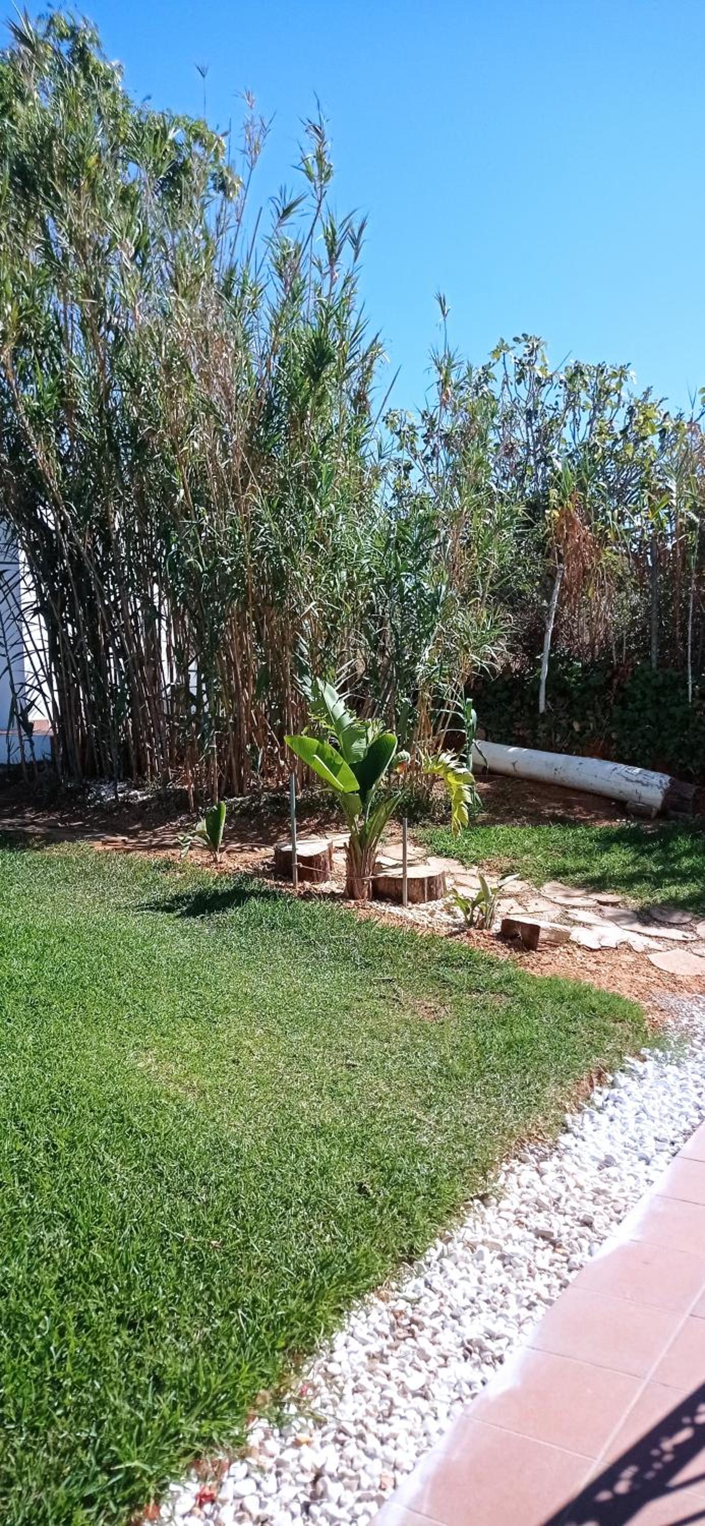 La Luciérnaga