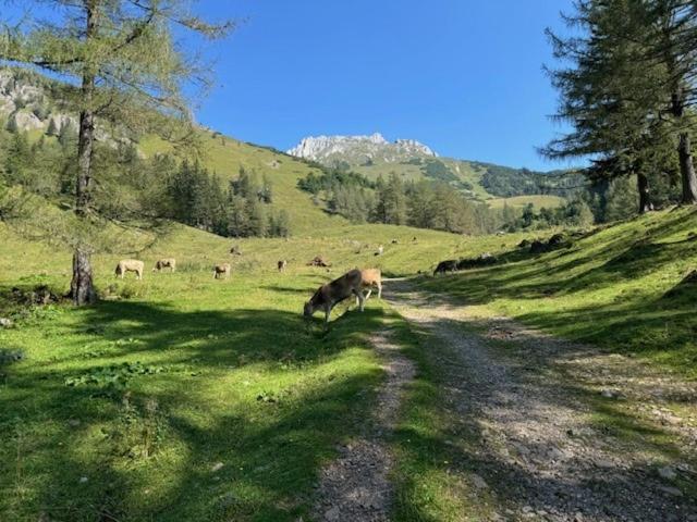 Heidi-Alm-Amelie am Präbichl