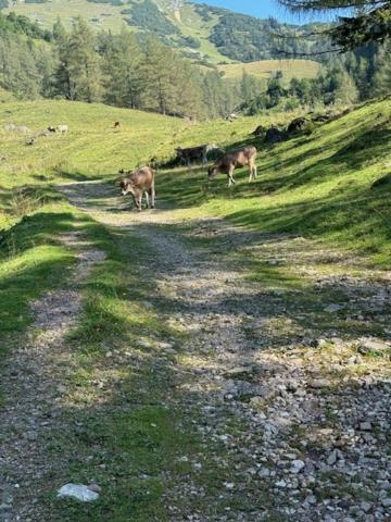 Heidi-Alm-Amelie am Präbichl