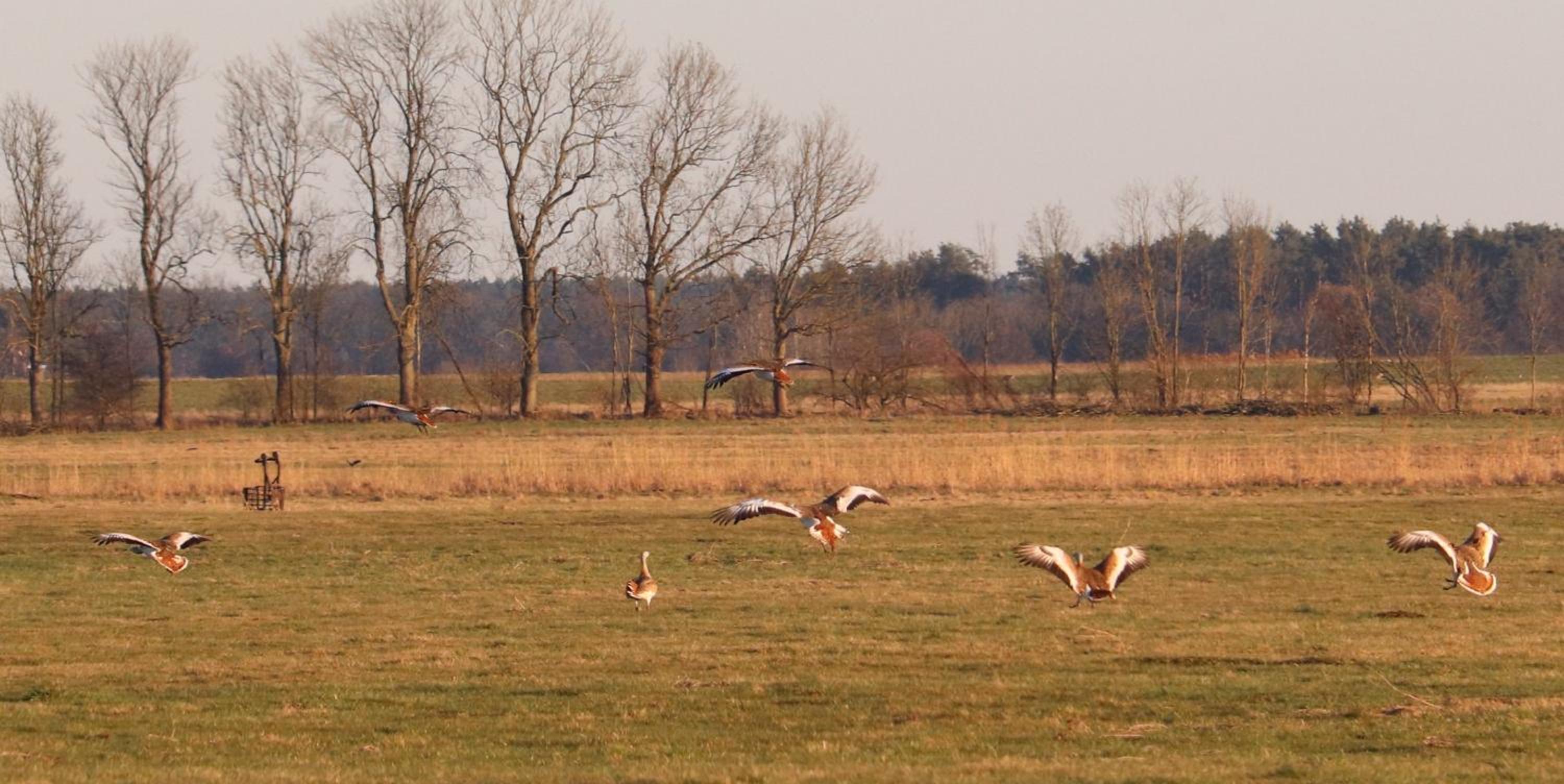 Naturferienhof Märkisch Luch - Trapphahn