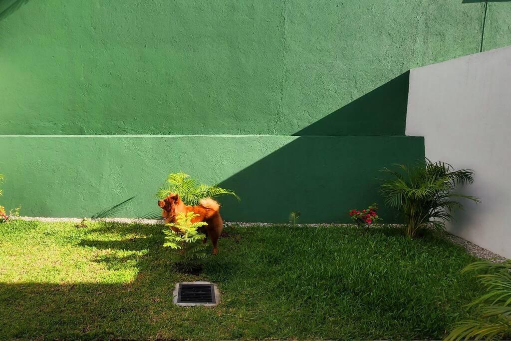 Photo 44