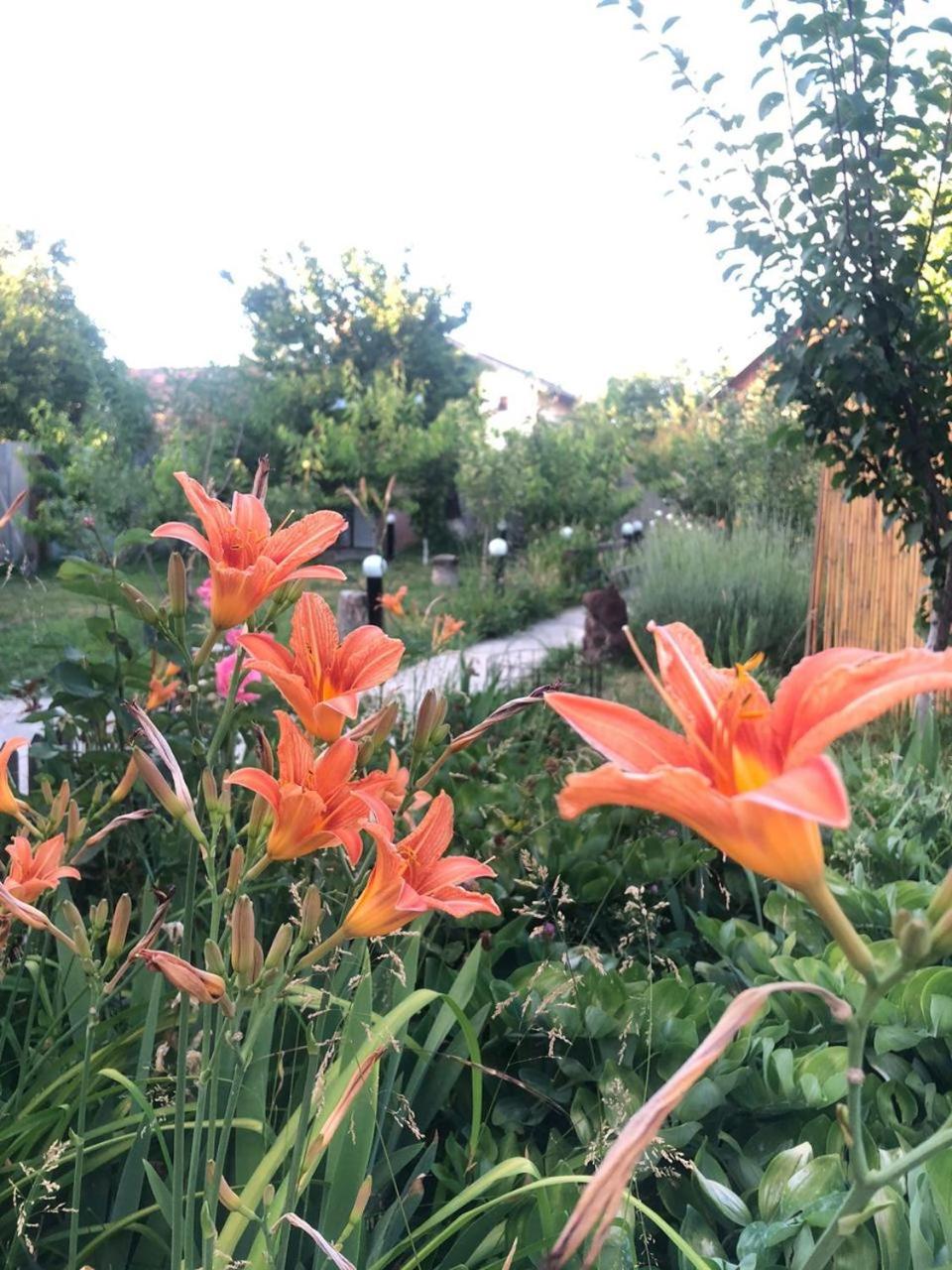 Dacha