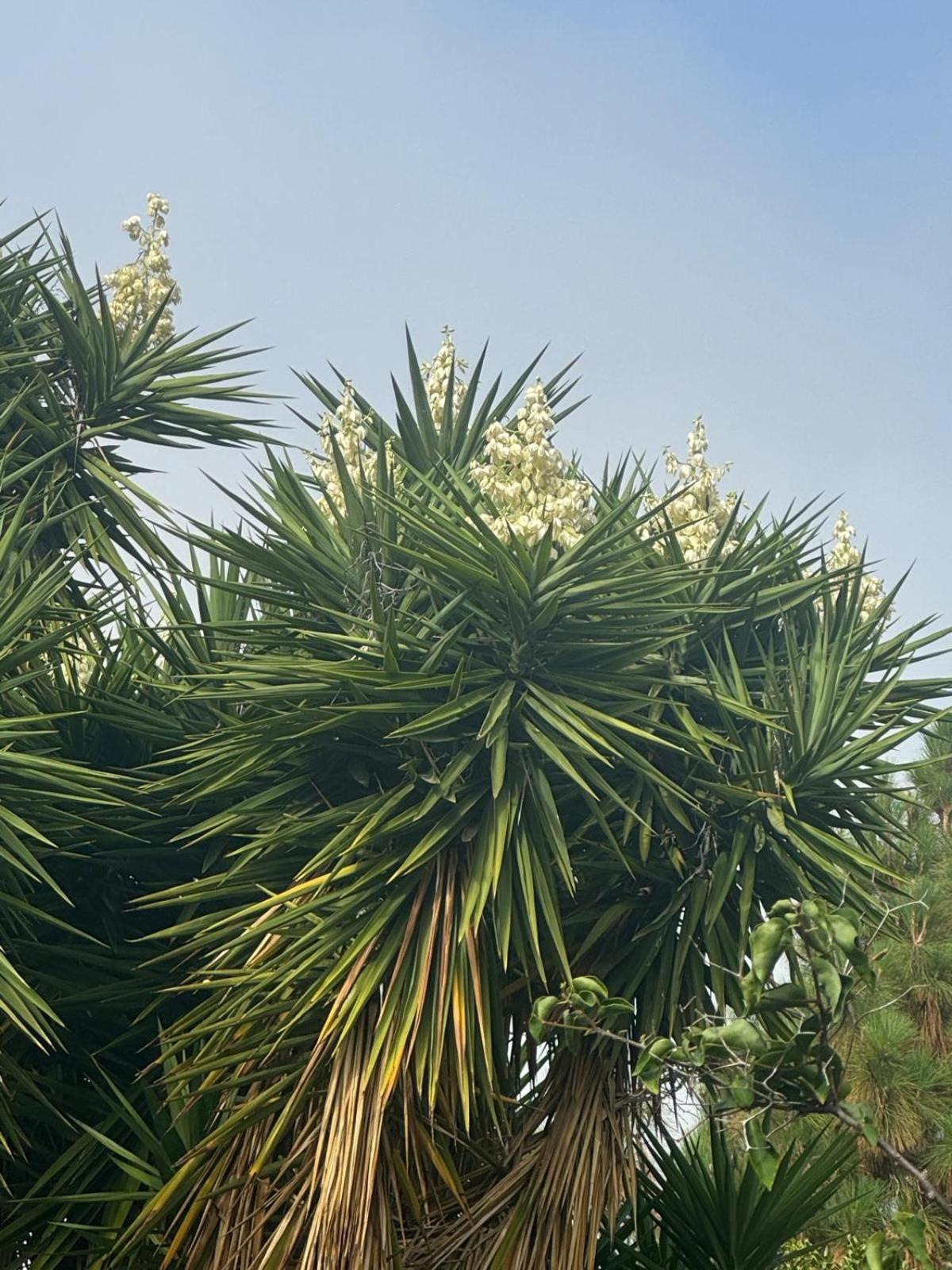 Oasis Hill Botanical Garden