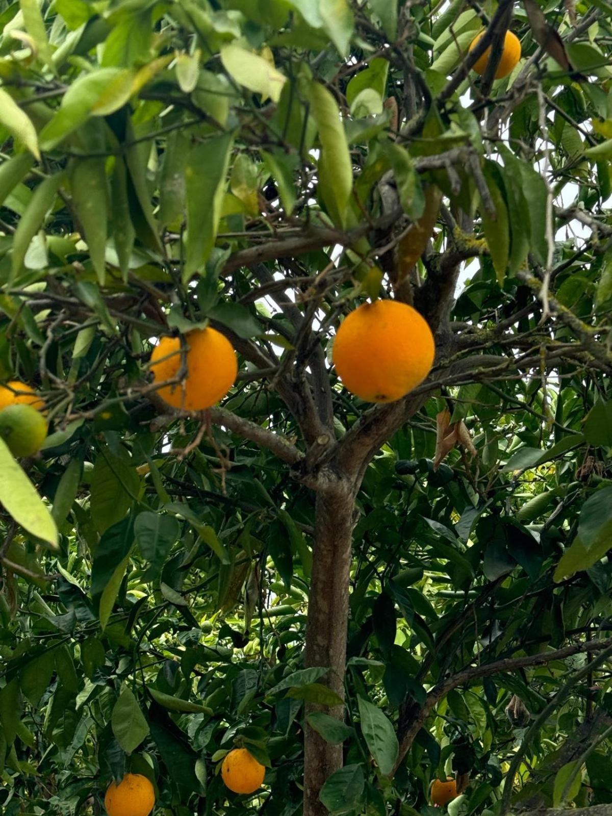 Oasis Hill Botanical Garden
