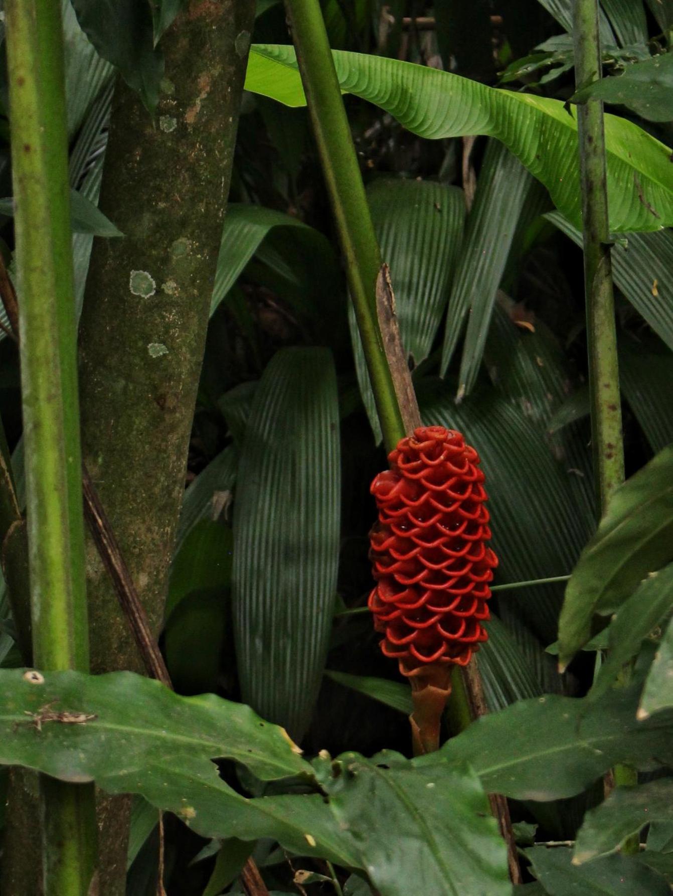 Ecohotel Otrolado Lodge
