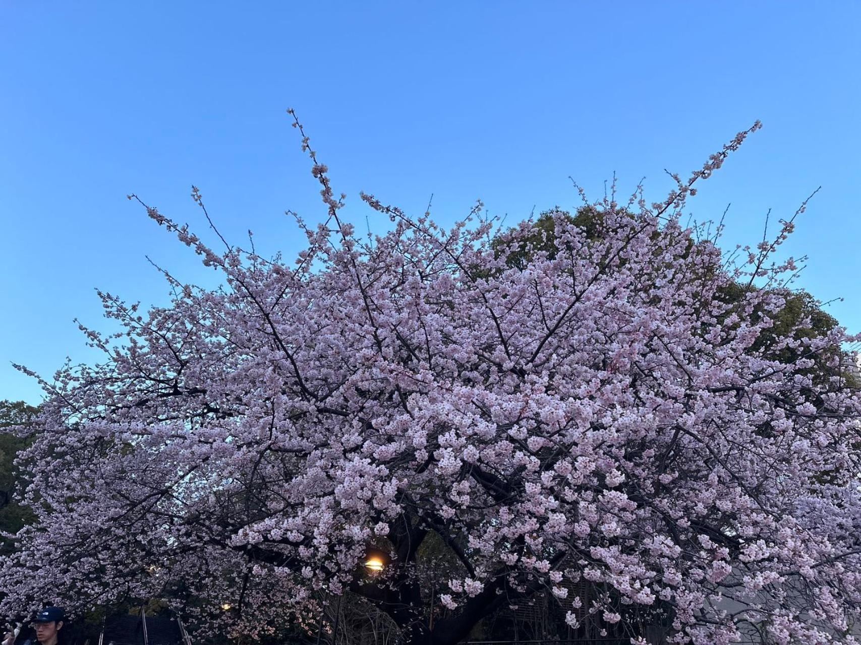 Akabane Apart ment Wei hefuyan7190