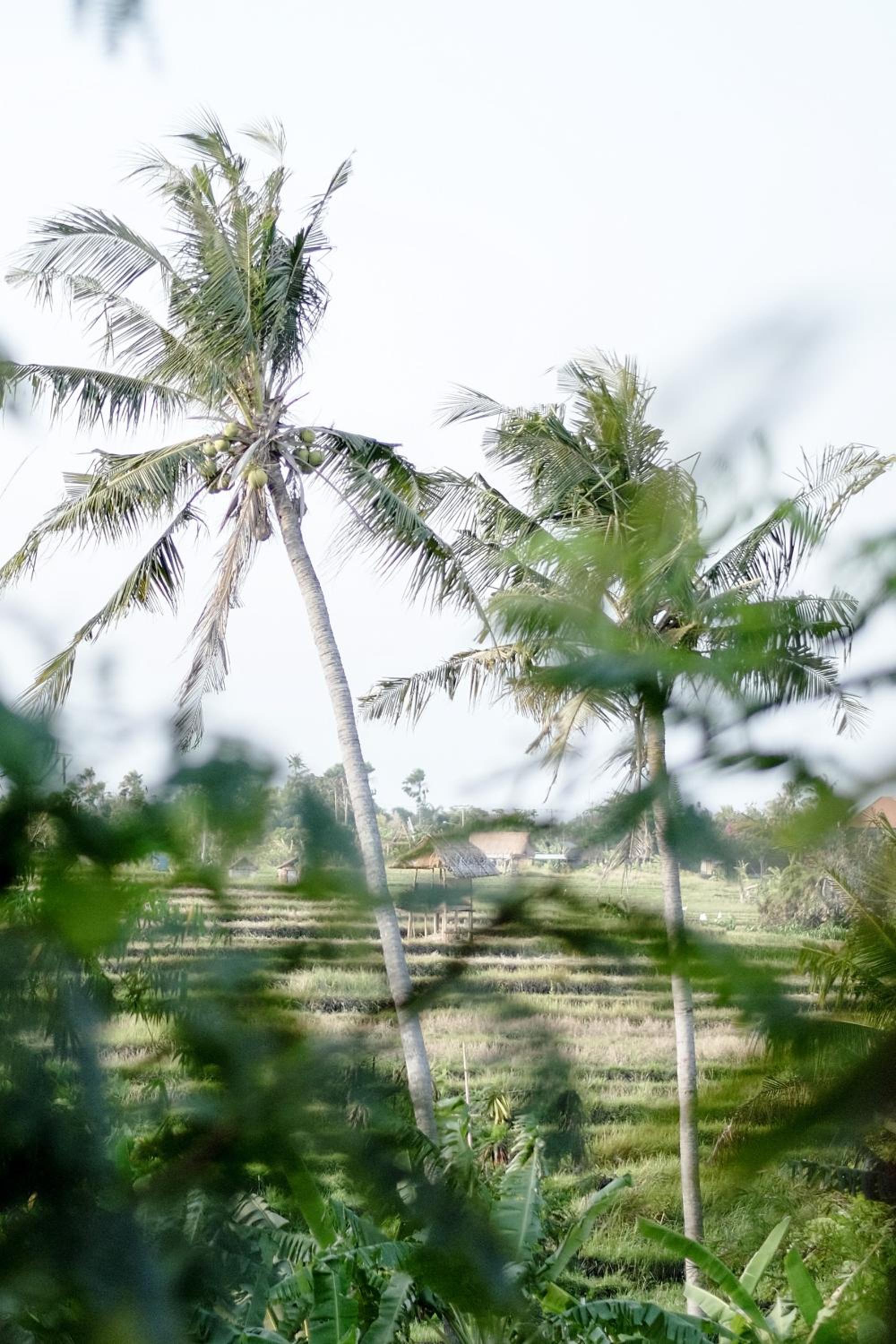 Planta Boutique Resort