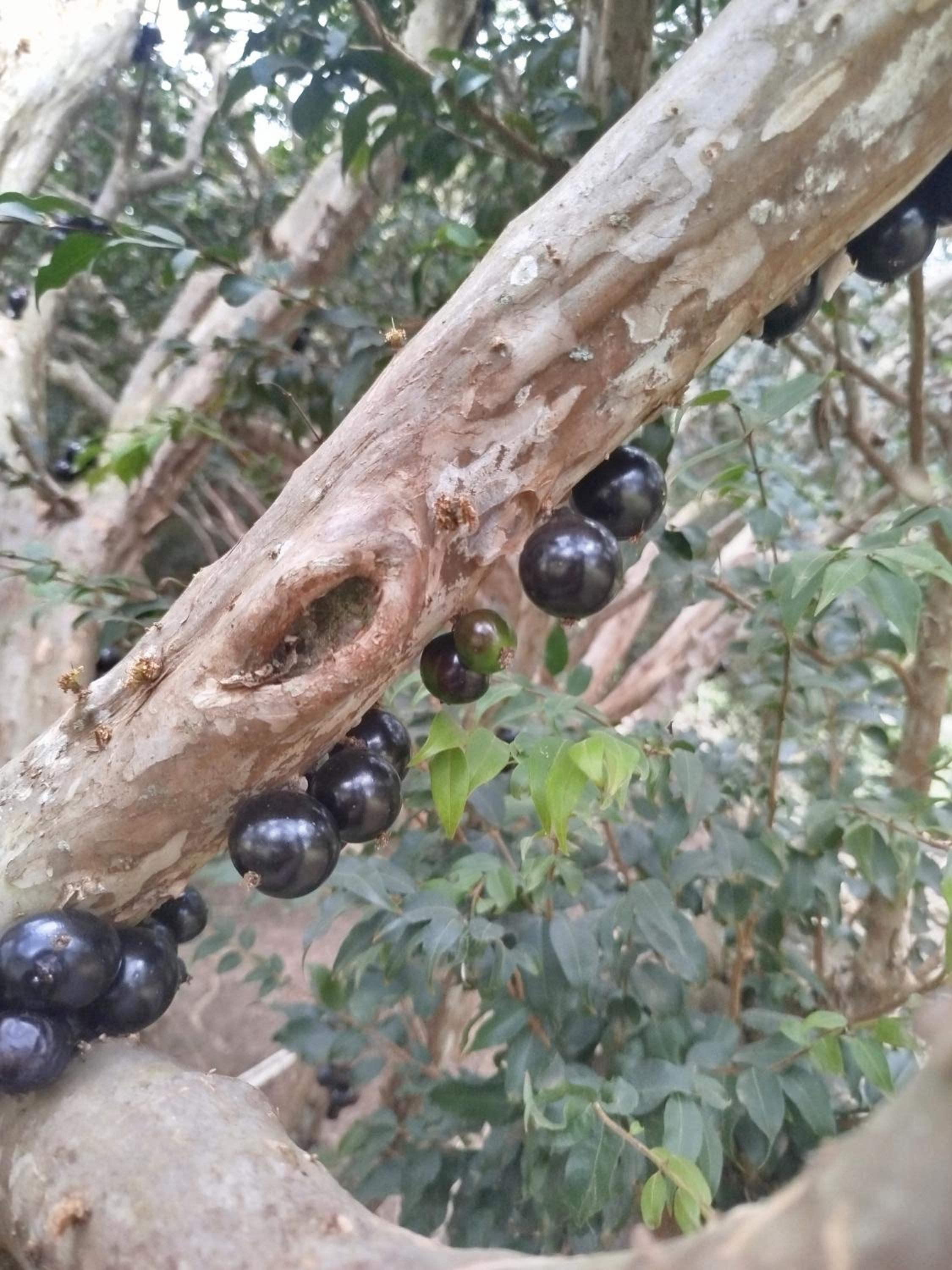 Rancho Portão da Mata