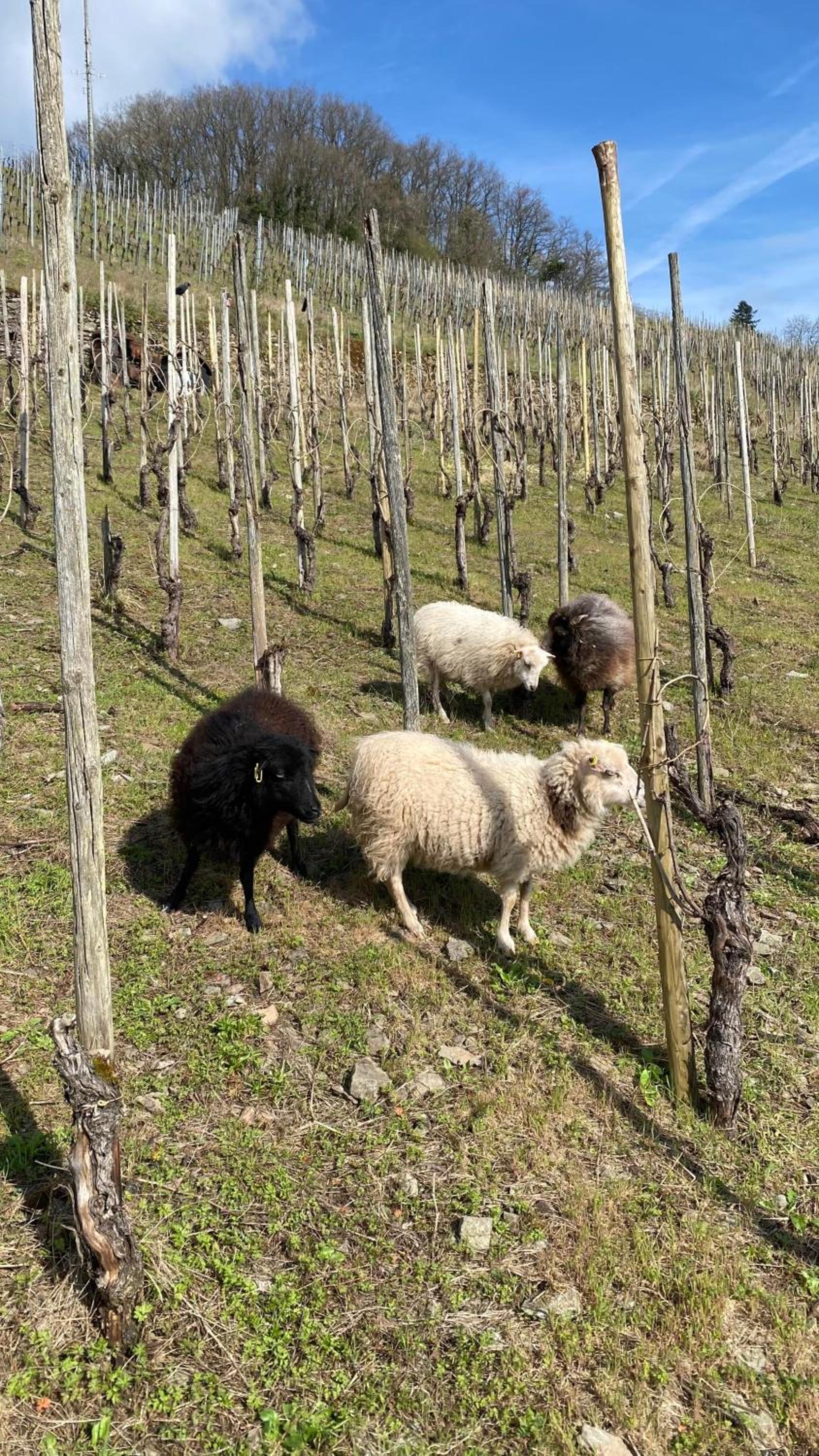 Weingut Dr Wagner
