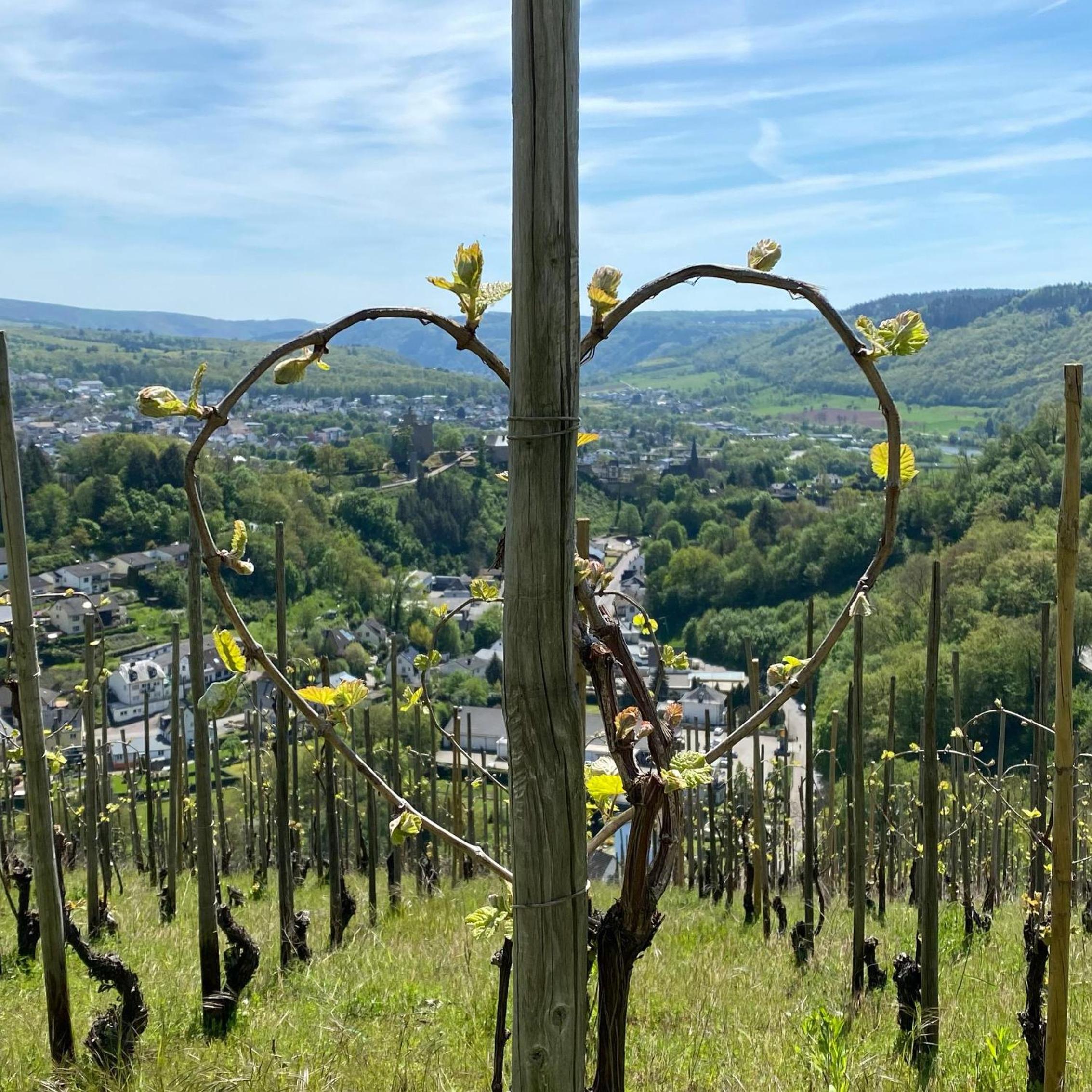 Weingut Dr Wagner