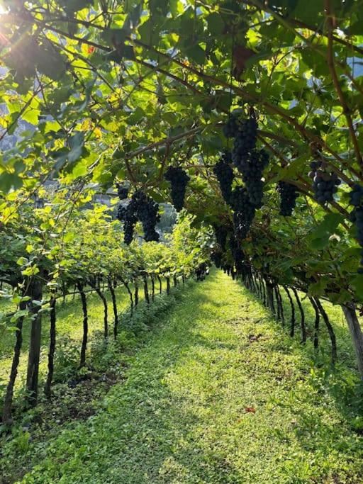 La Casa nella Vigna