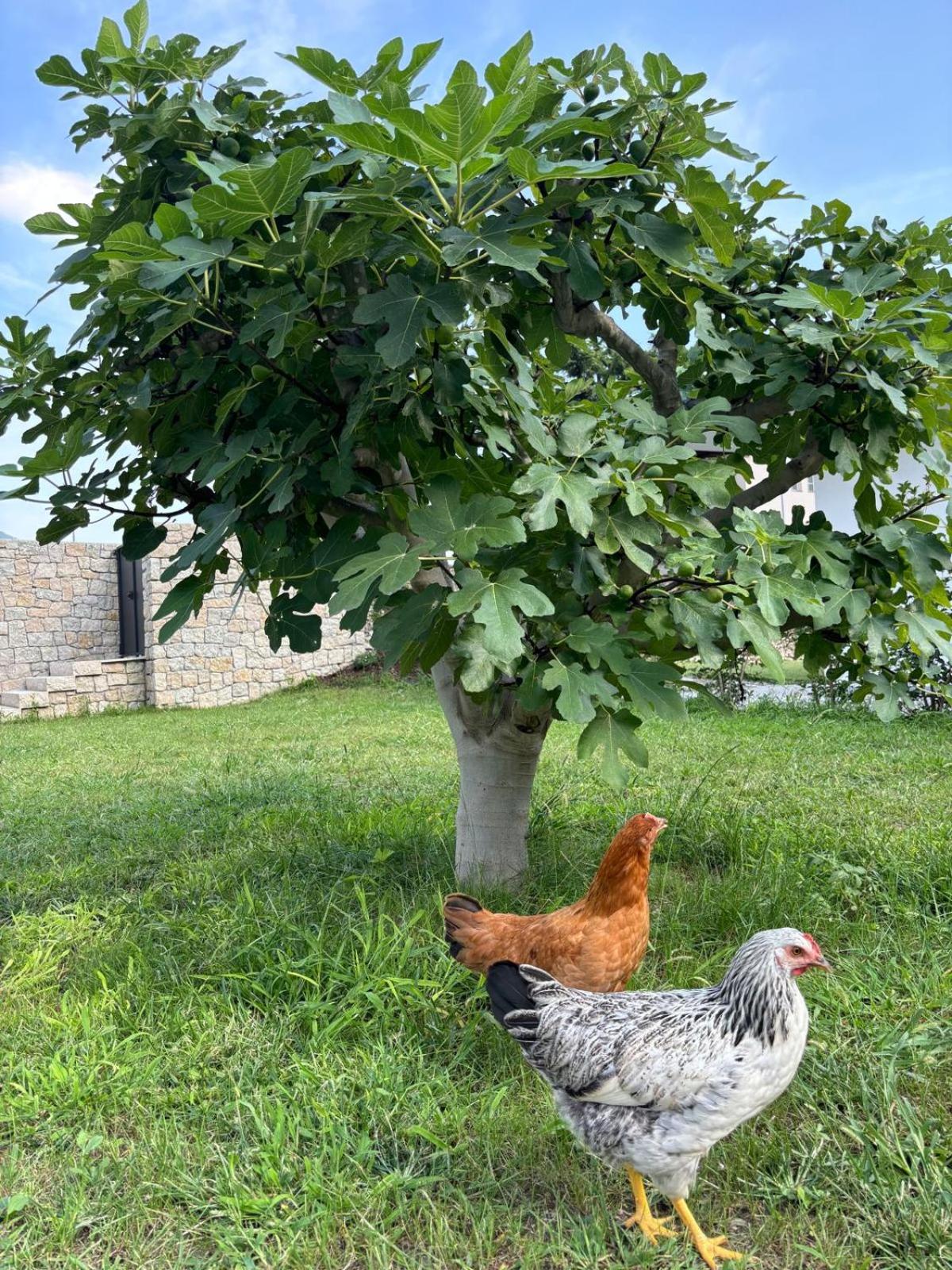 La Casa nella Vigna