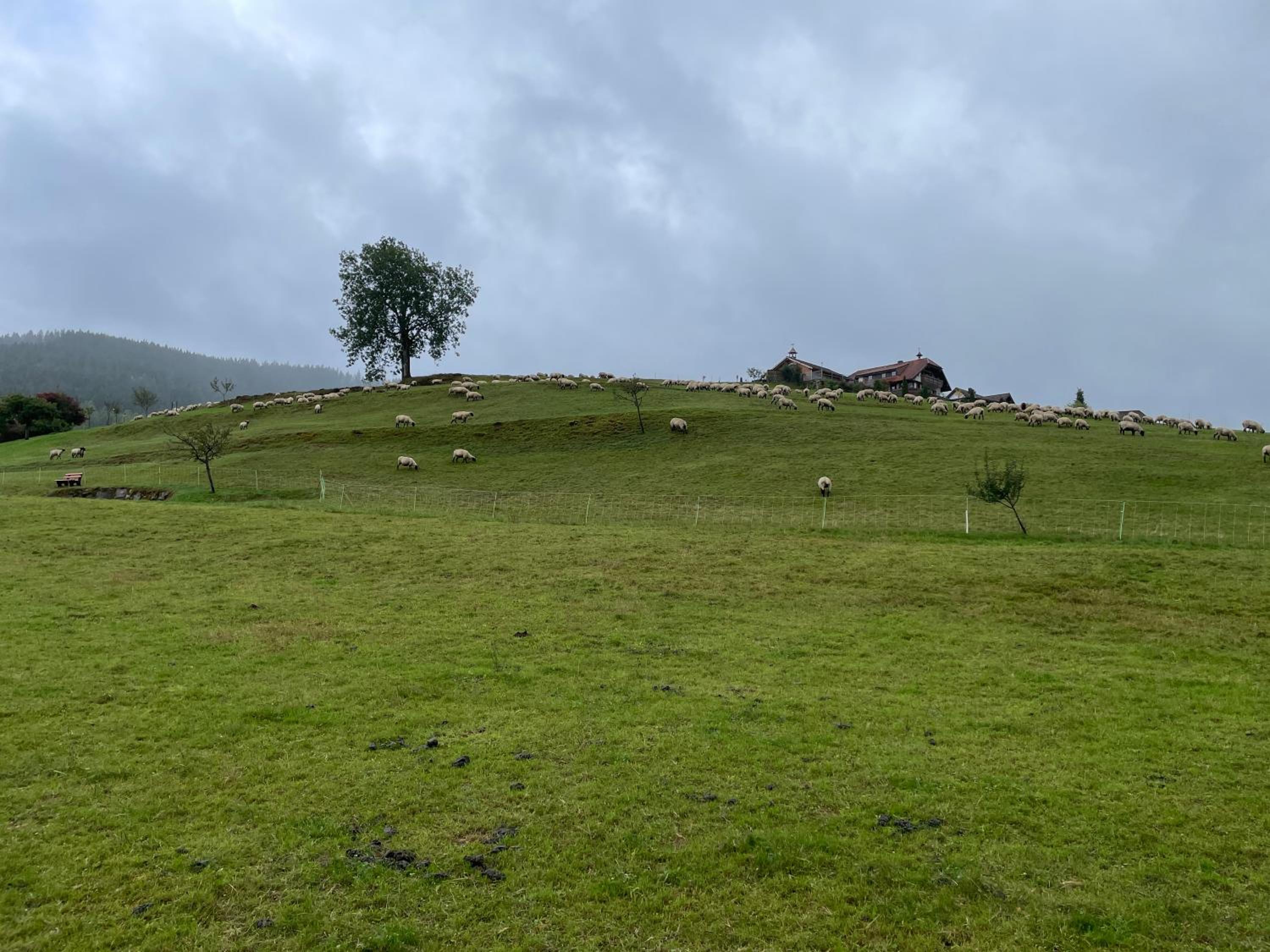 Am Baumgarten Baiersbronn