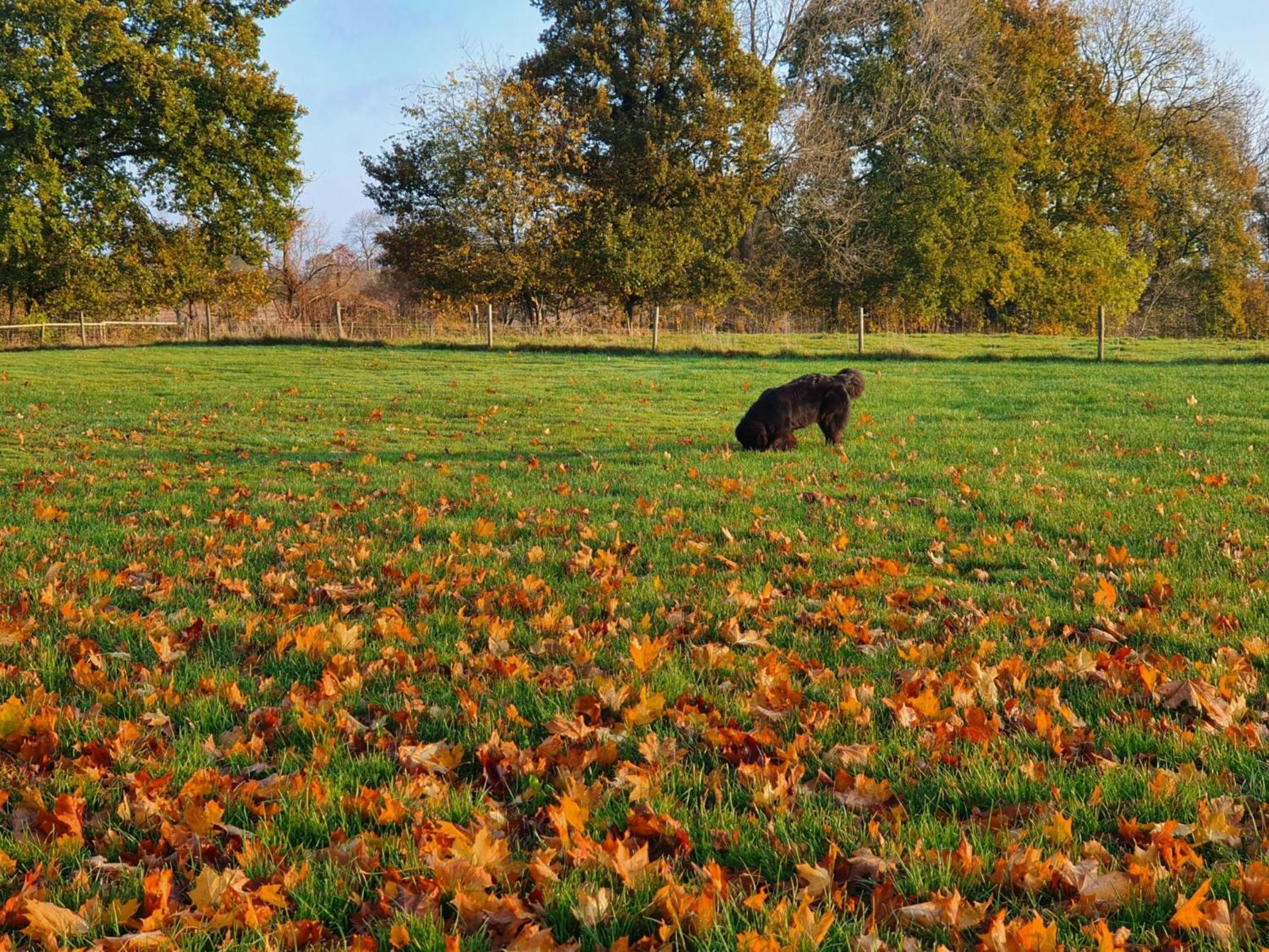 Bis 6 Hunde Fewo mit Garten