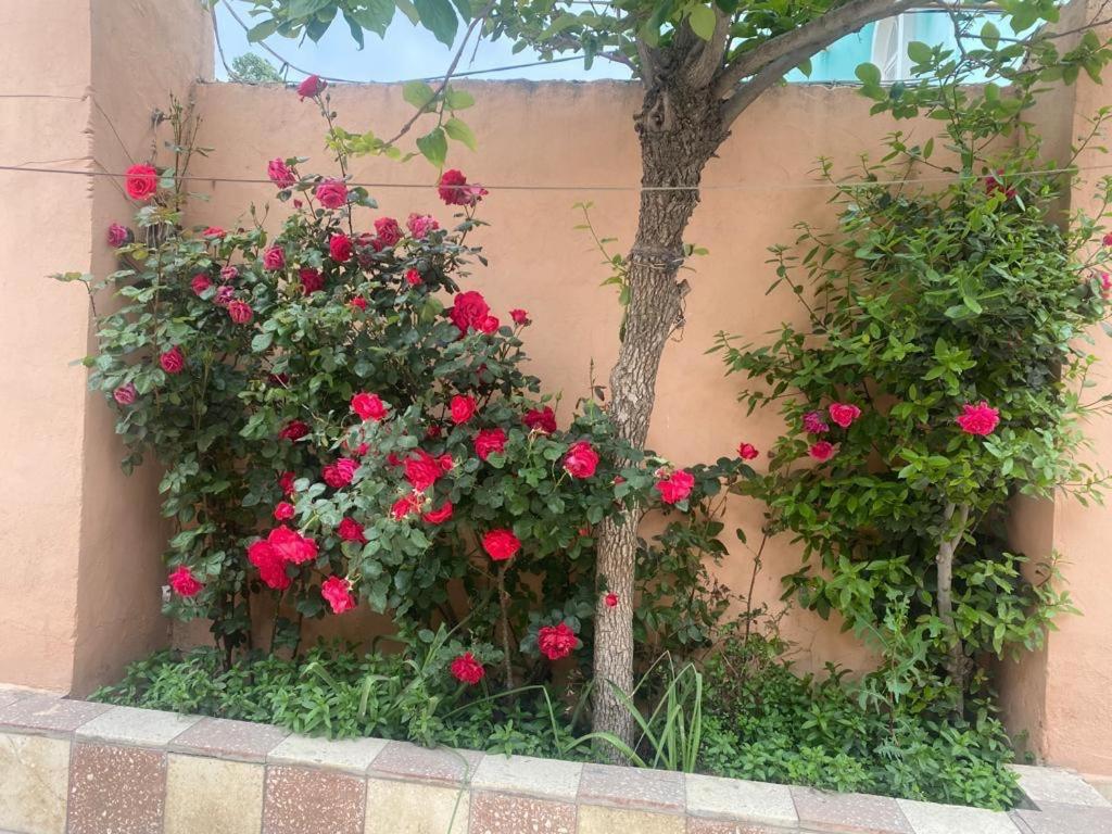 khalglar dosthlugu hostel
