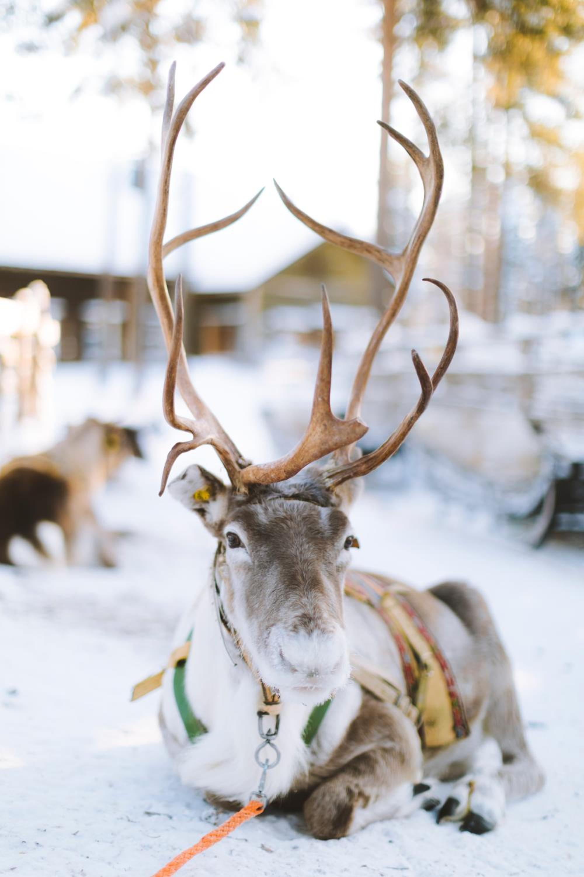 Reindeer Manor Levi en Levi