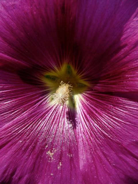 Magnolia Petal