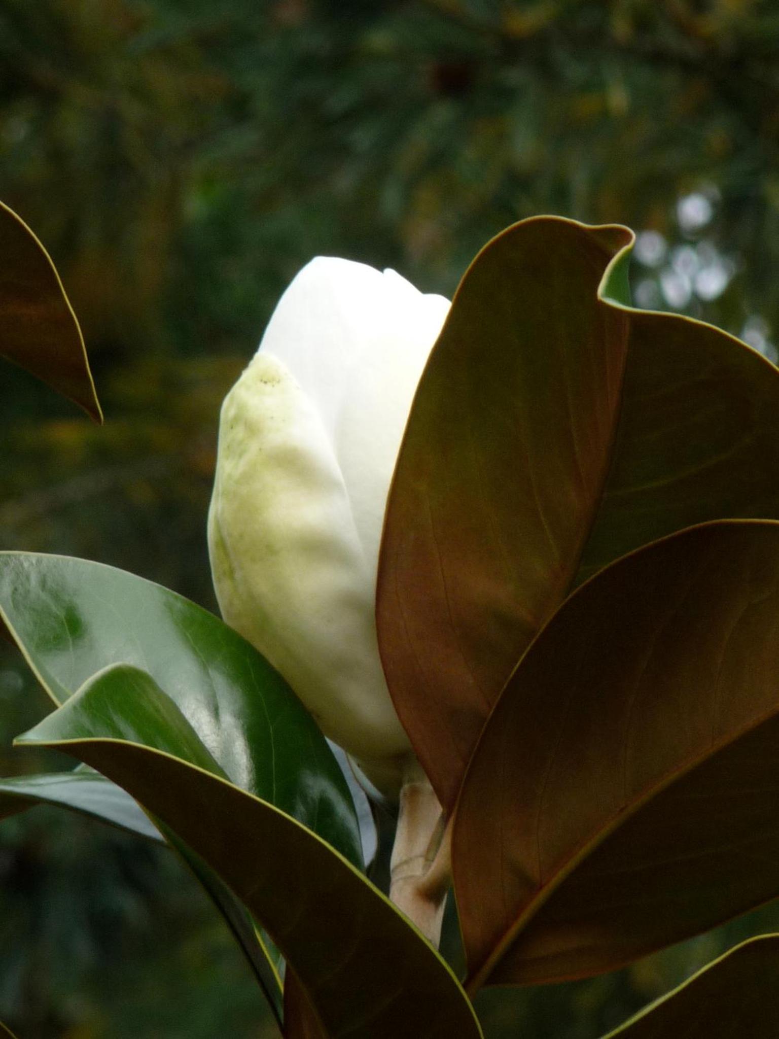 Magnolia Petal