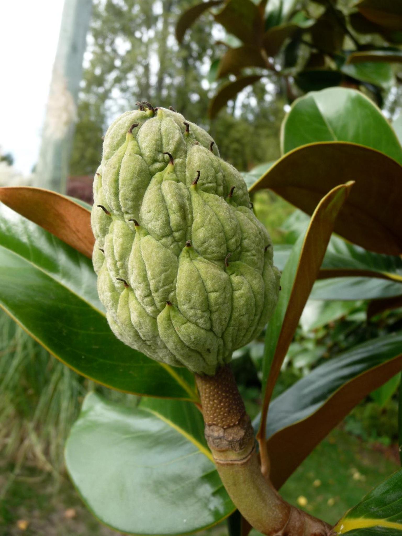 Magnolia Petal