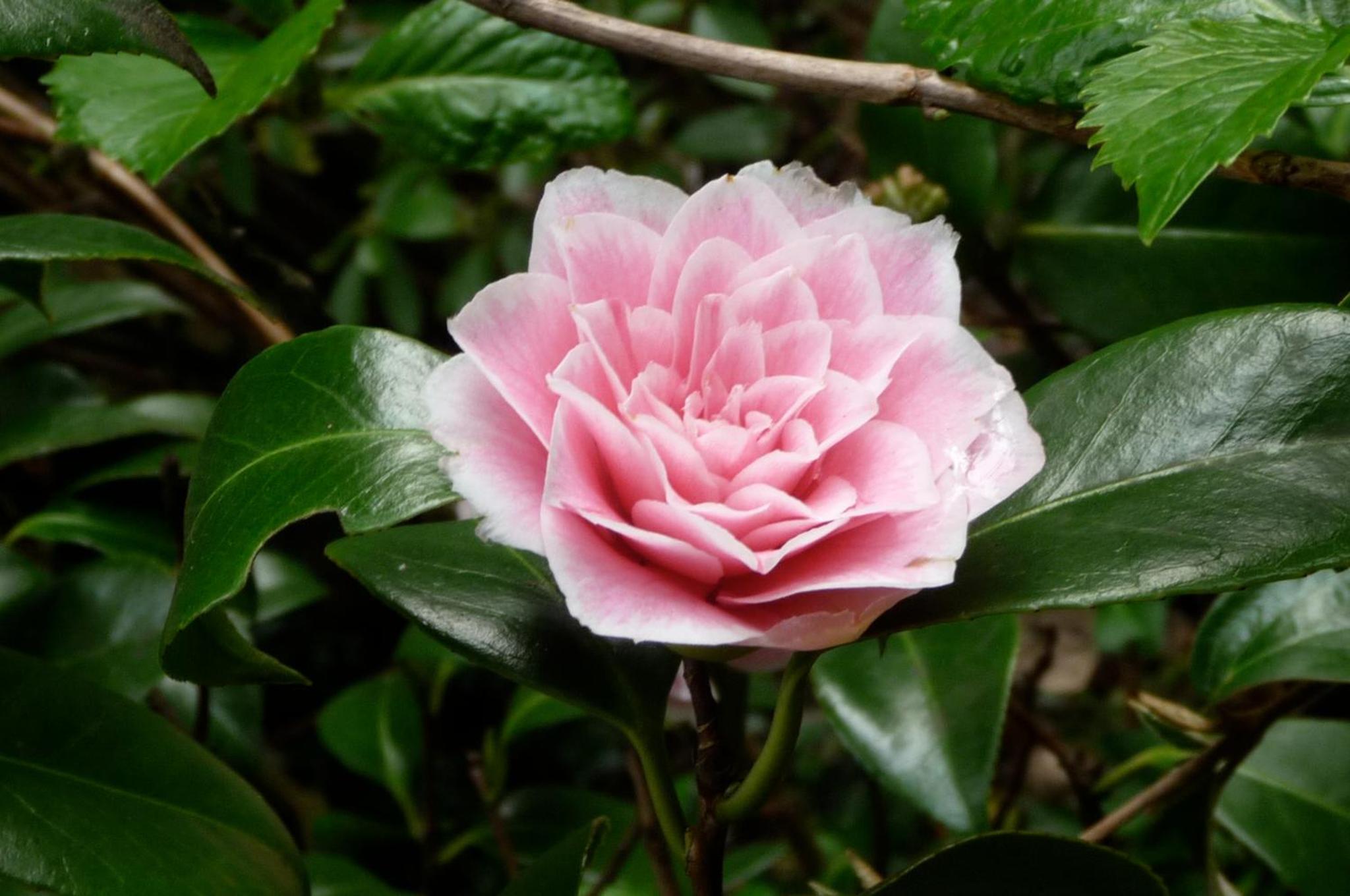 Magnolia Petal