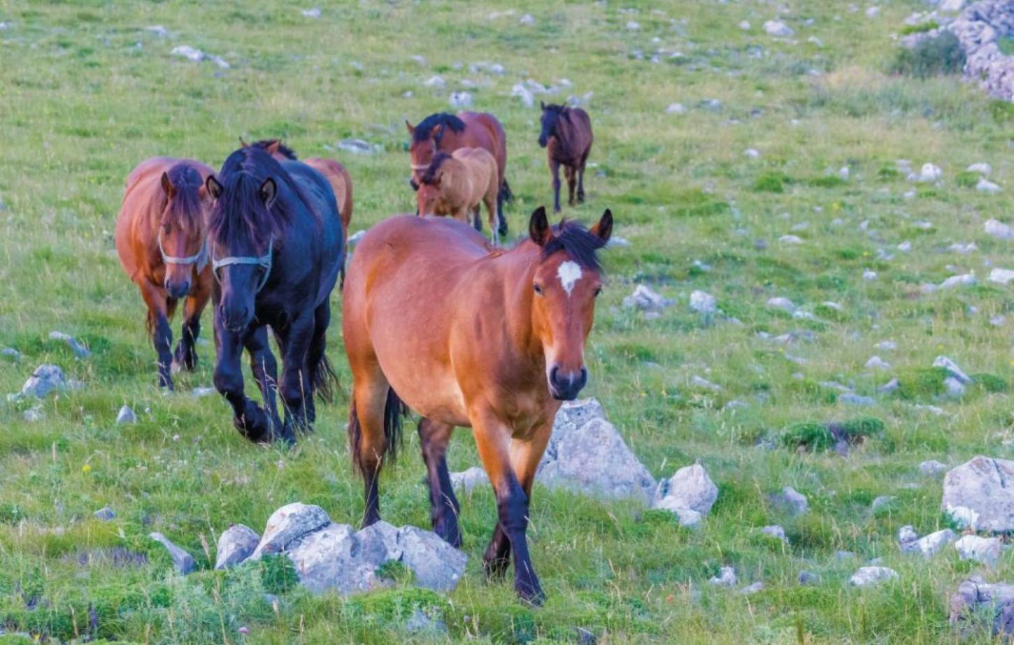Villa Mila