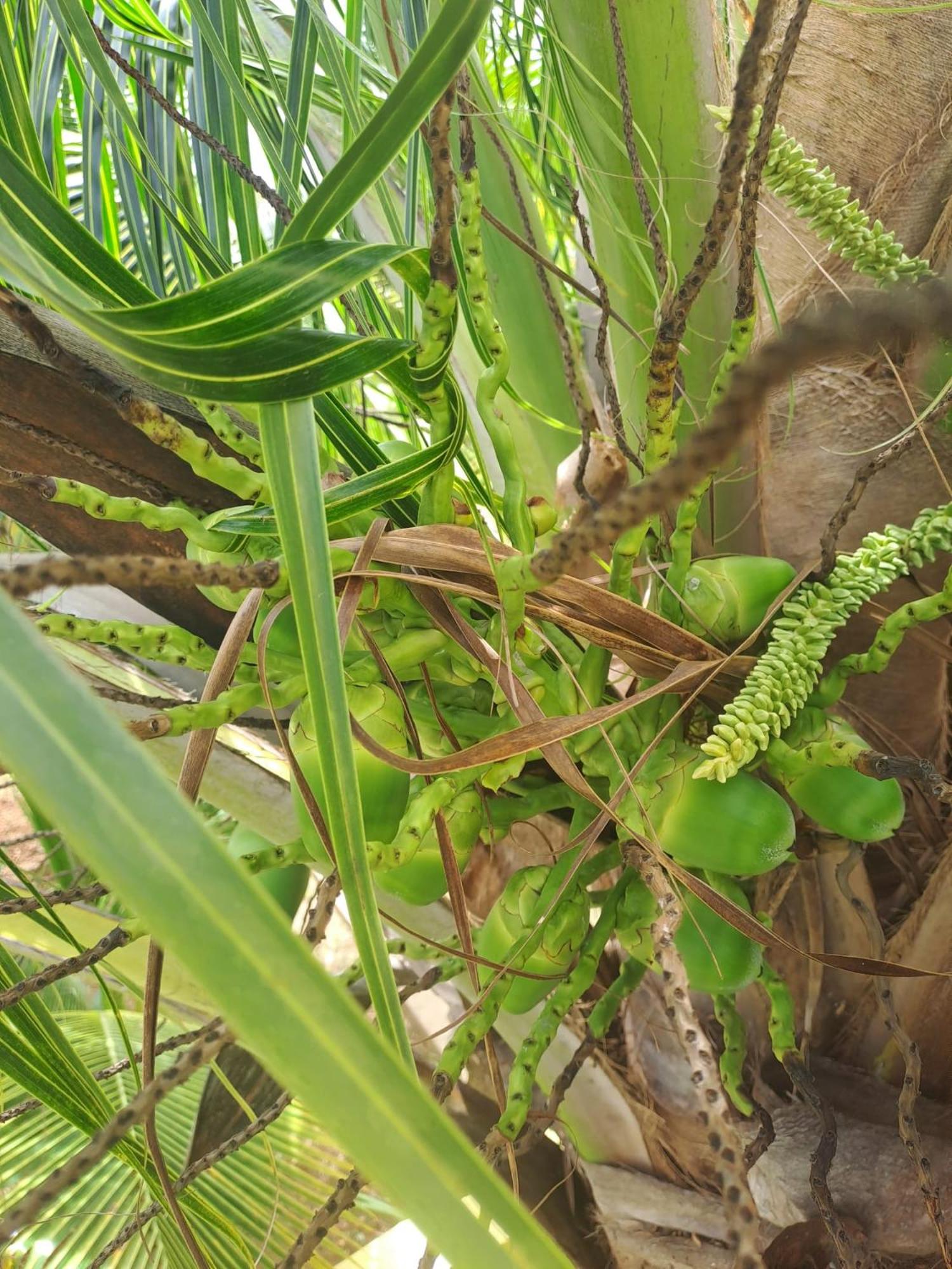 Coconut Studio