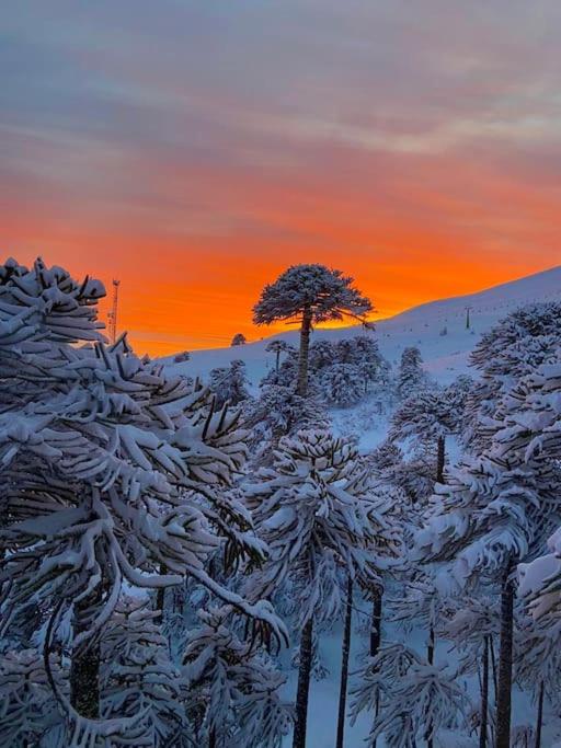 Refugio Las Araucarias Ski Center