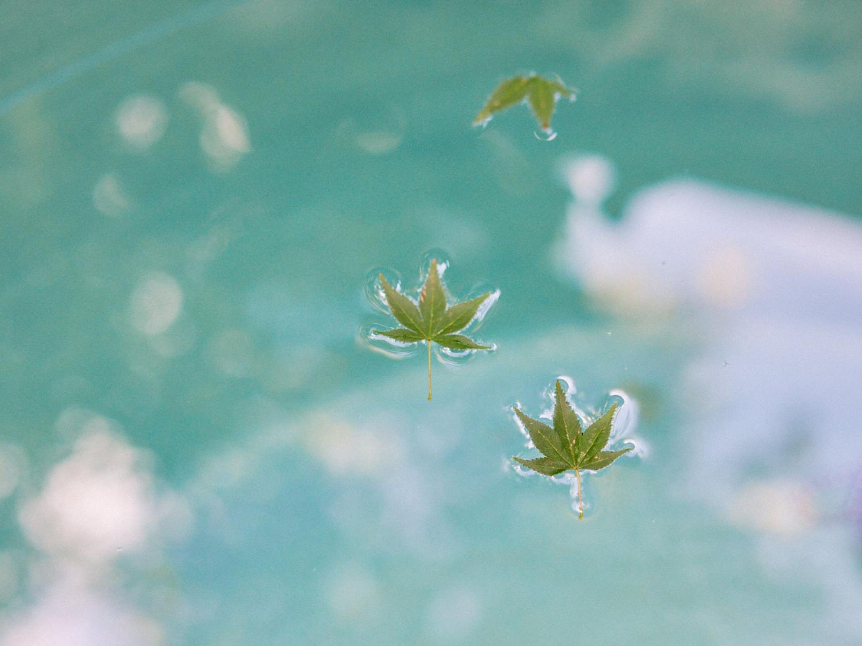 Kyoto Machiya Kamogawa Gardens 17