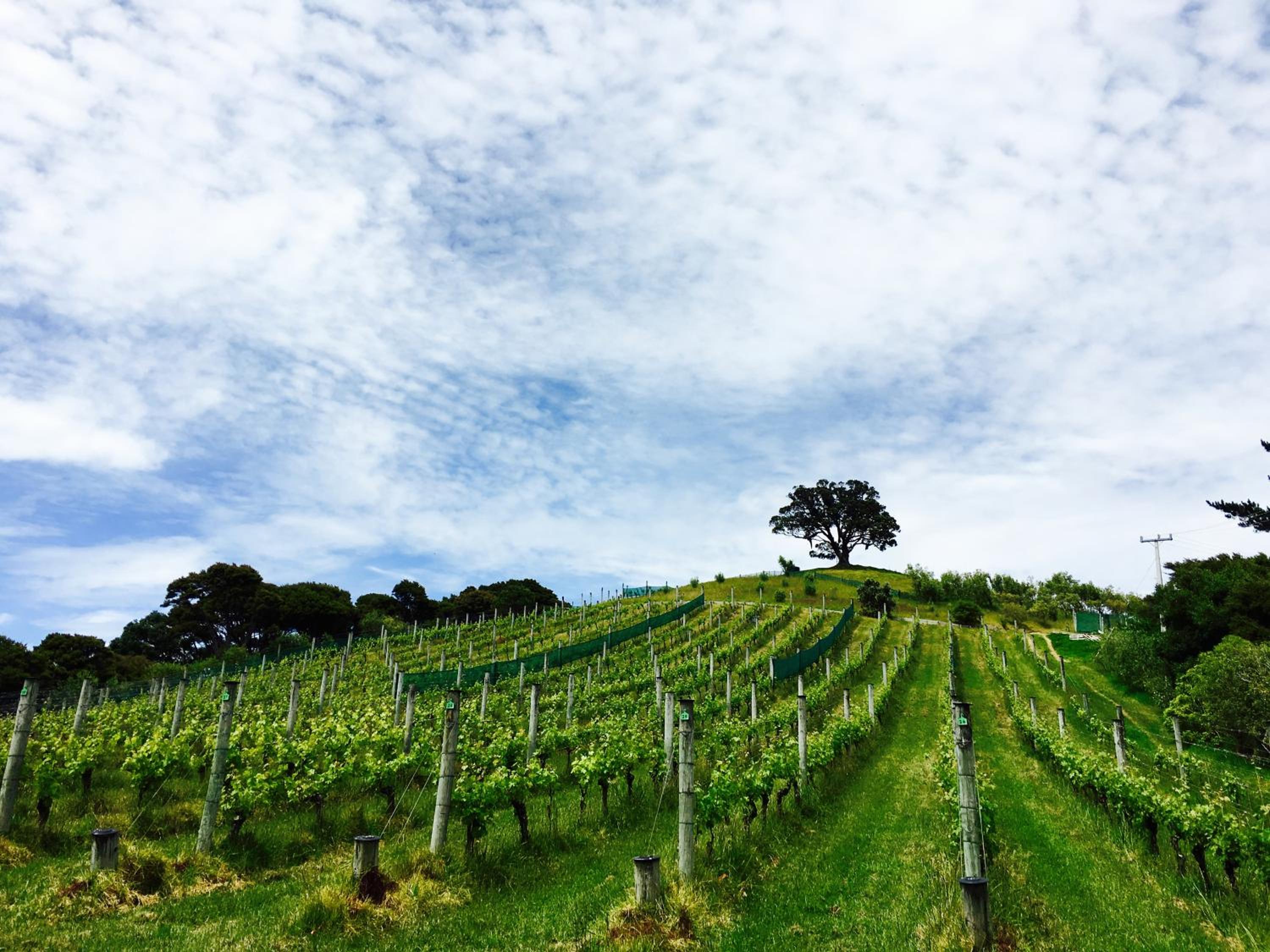 Waiheke Island Vineyard Holiday Houses
