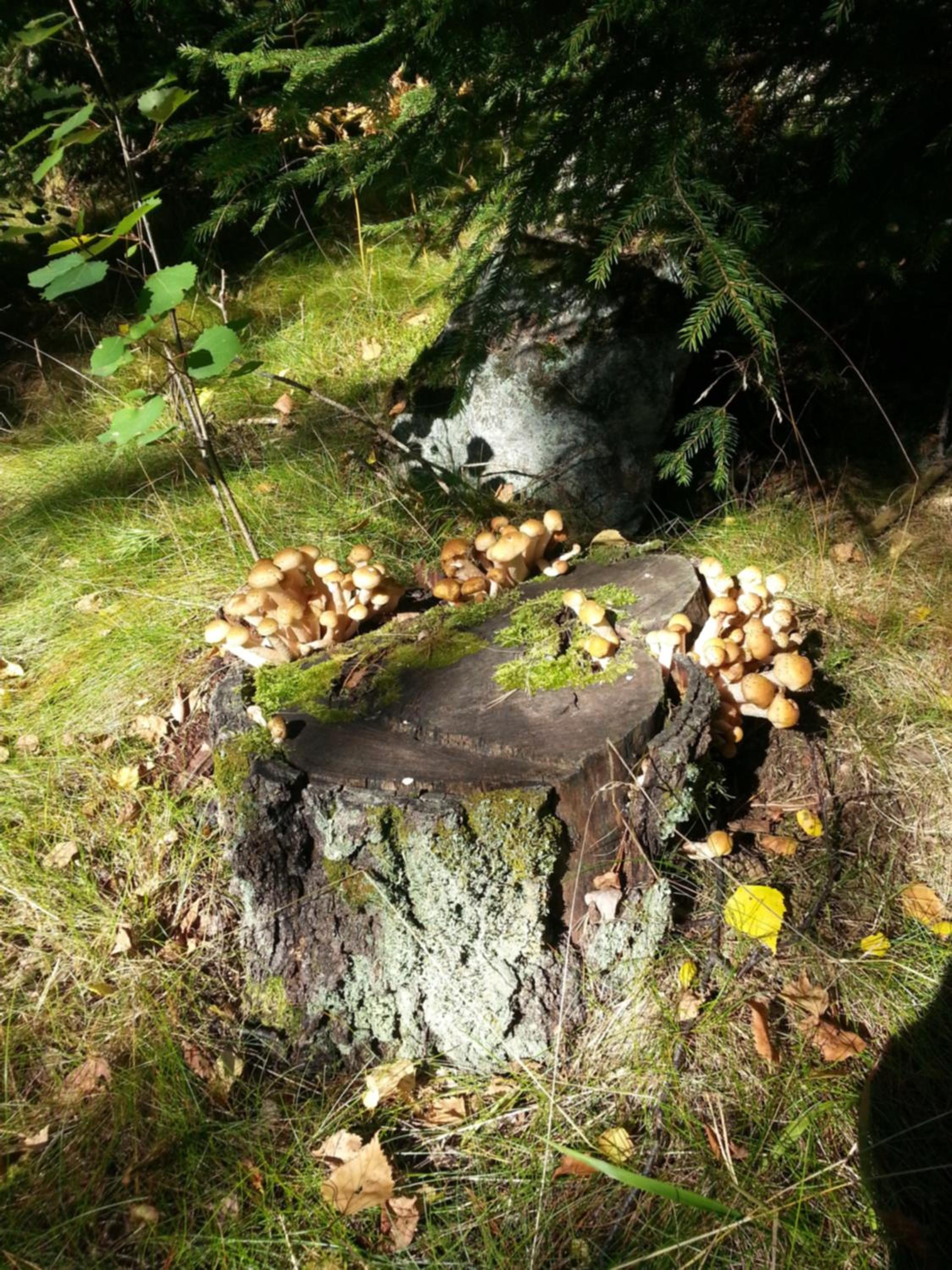 Photo 31