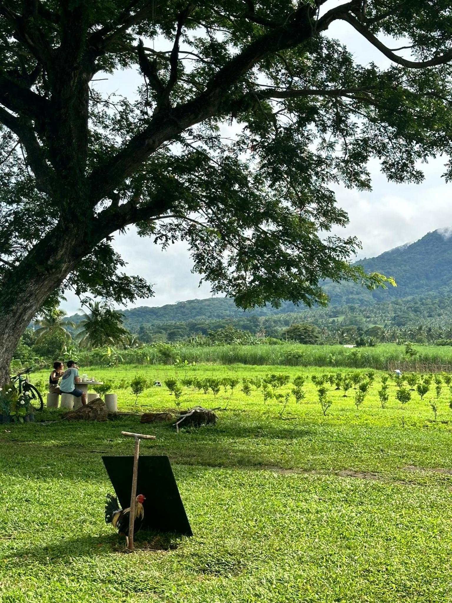 Highland Cabin at Mt Isarog view 3