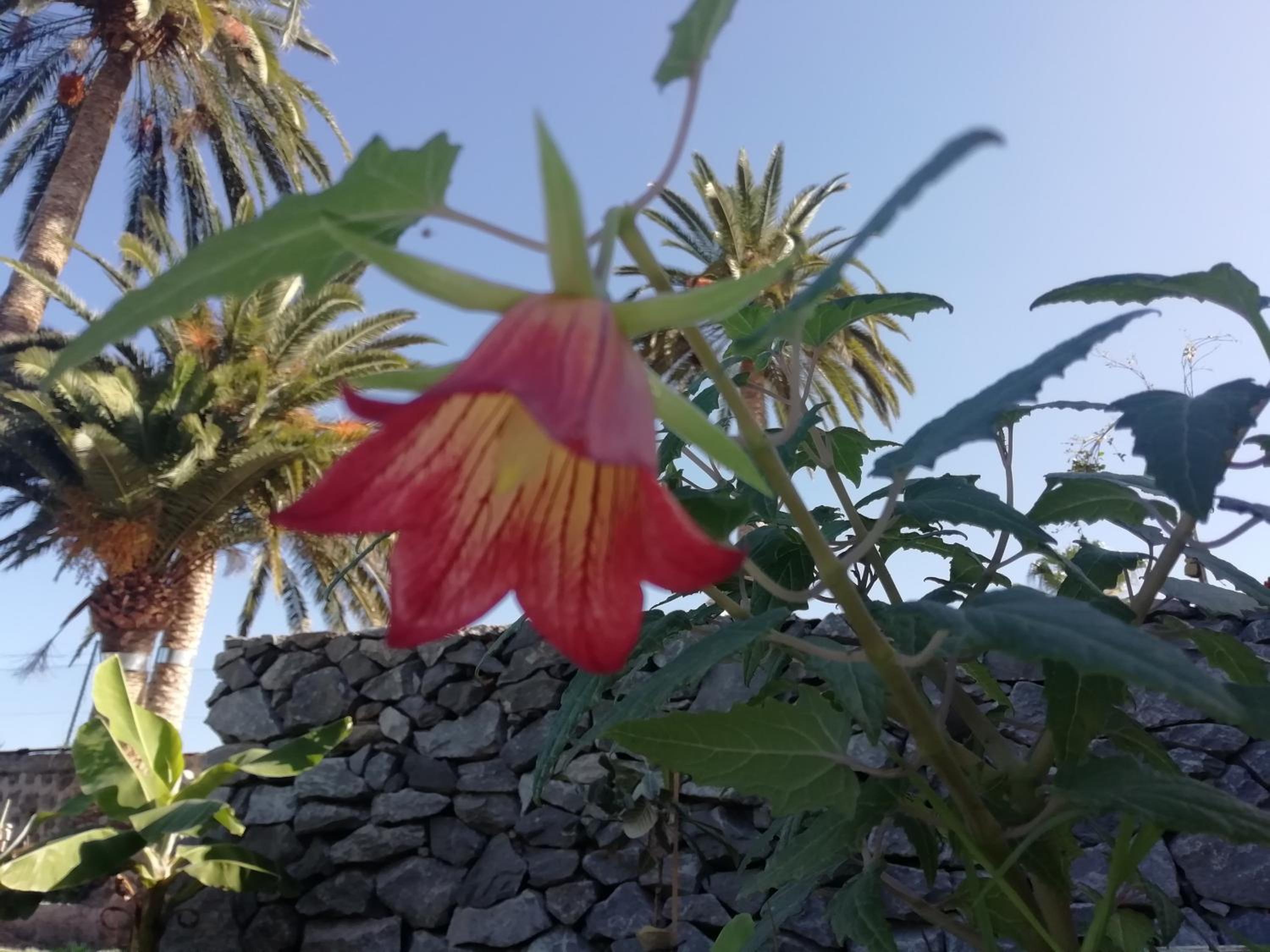 Finca Las Tapias, Glorieta
