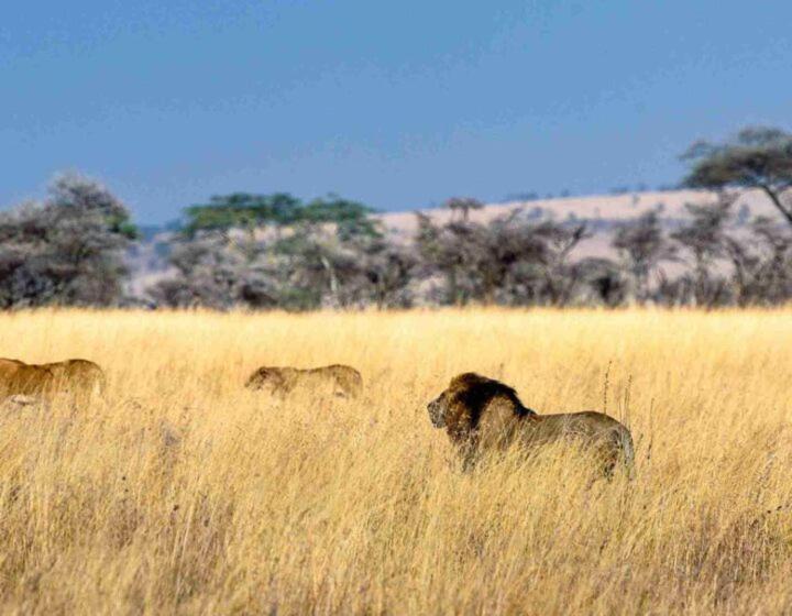 Kalunguyeye Safaris view 3