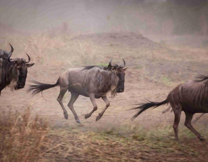 Kalunguyeye Safaris view 4