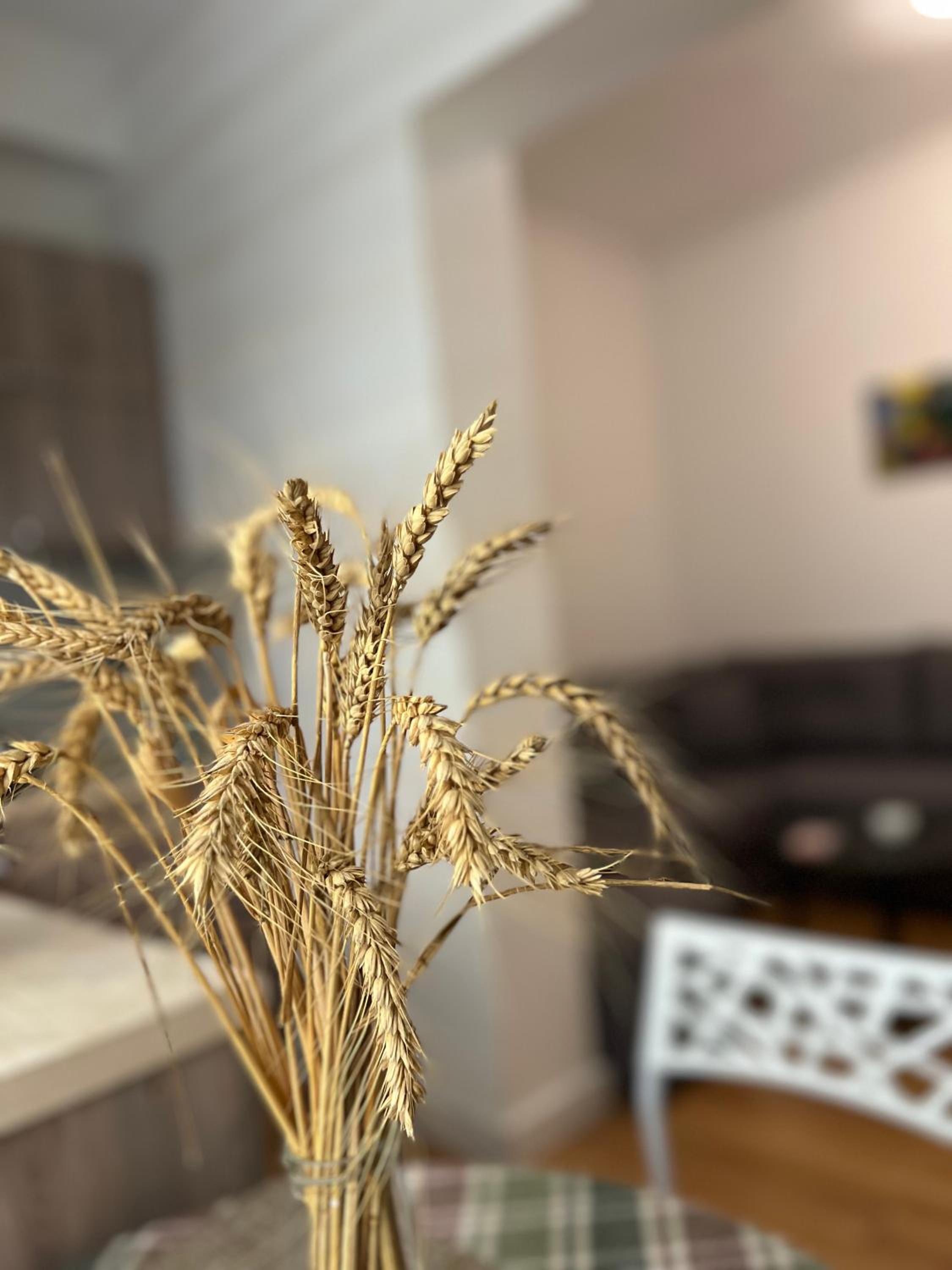 Tirana Leasing&Rentals