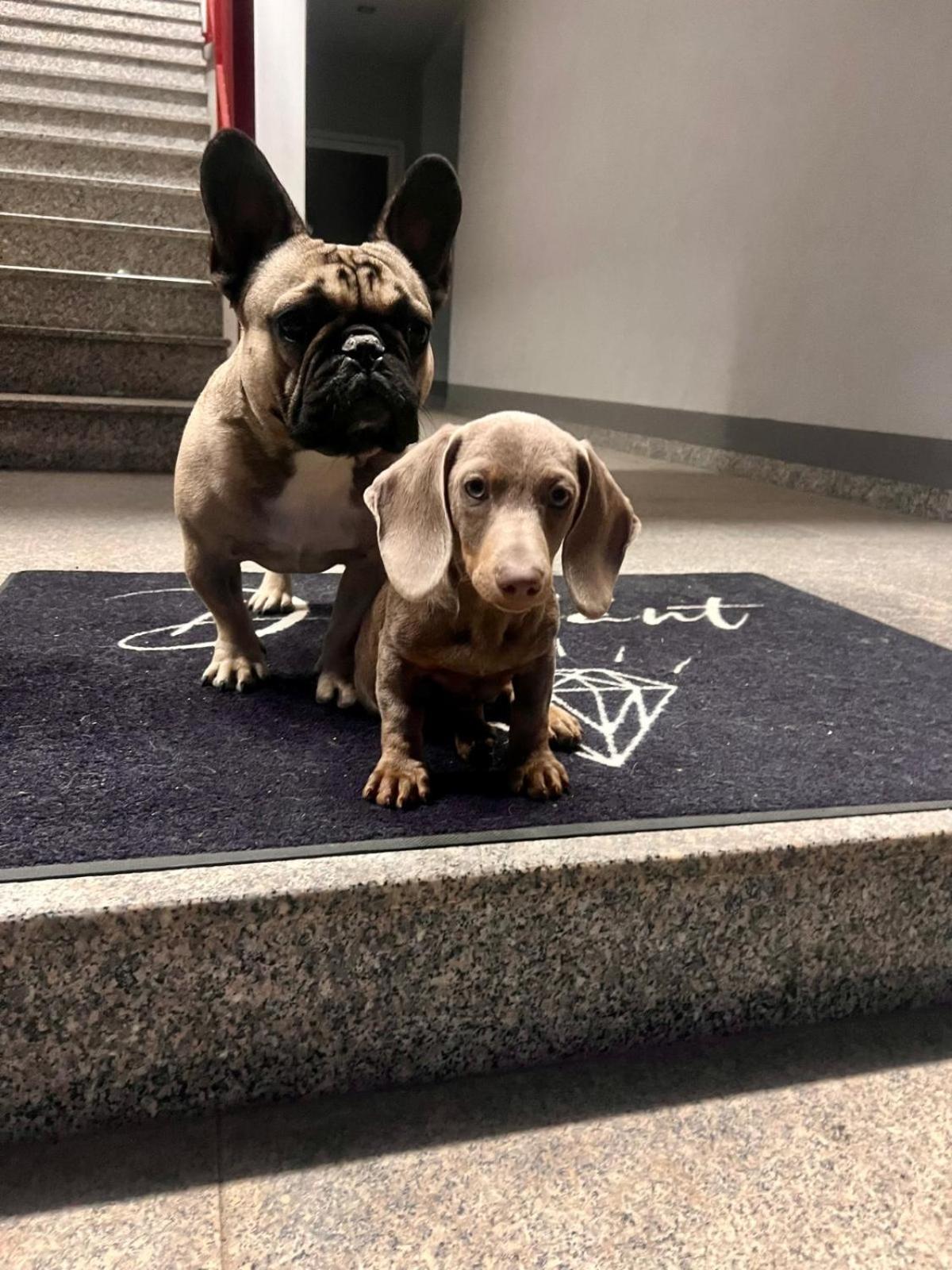 Zirben Diamant Rooms & Dogs