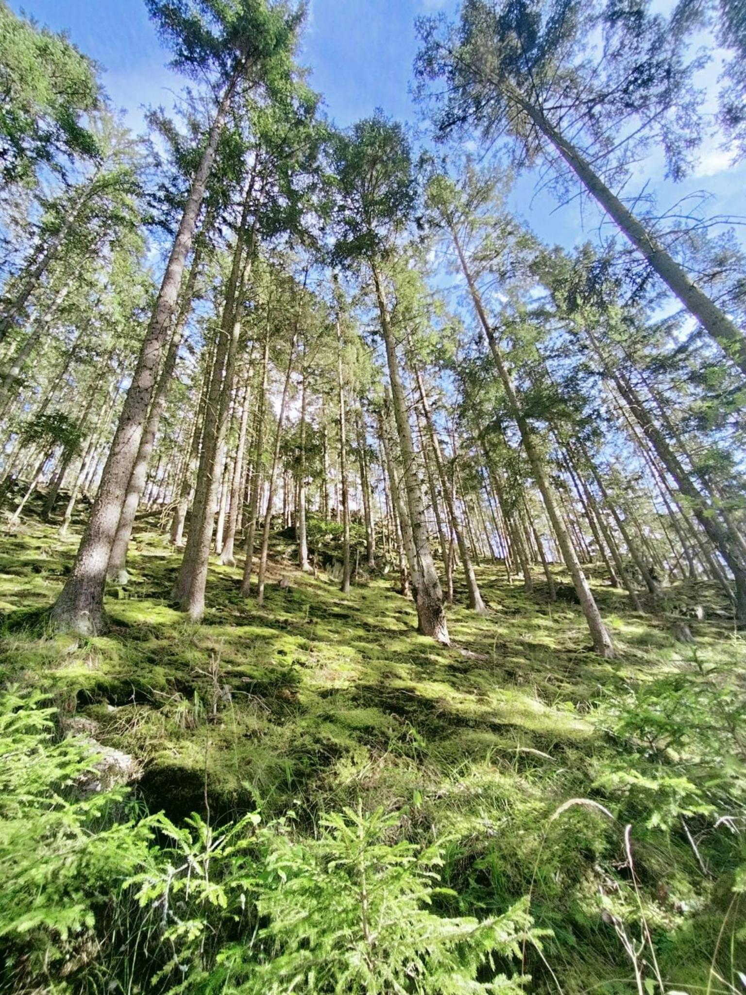 Chalupa Rabštejn nad Střelou