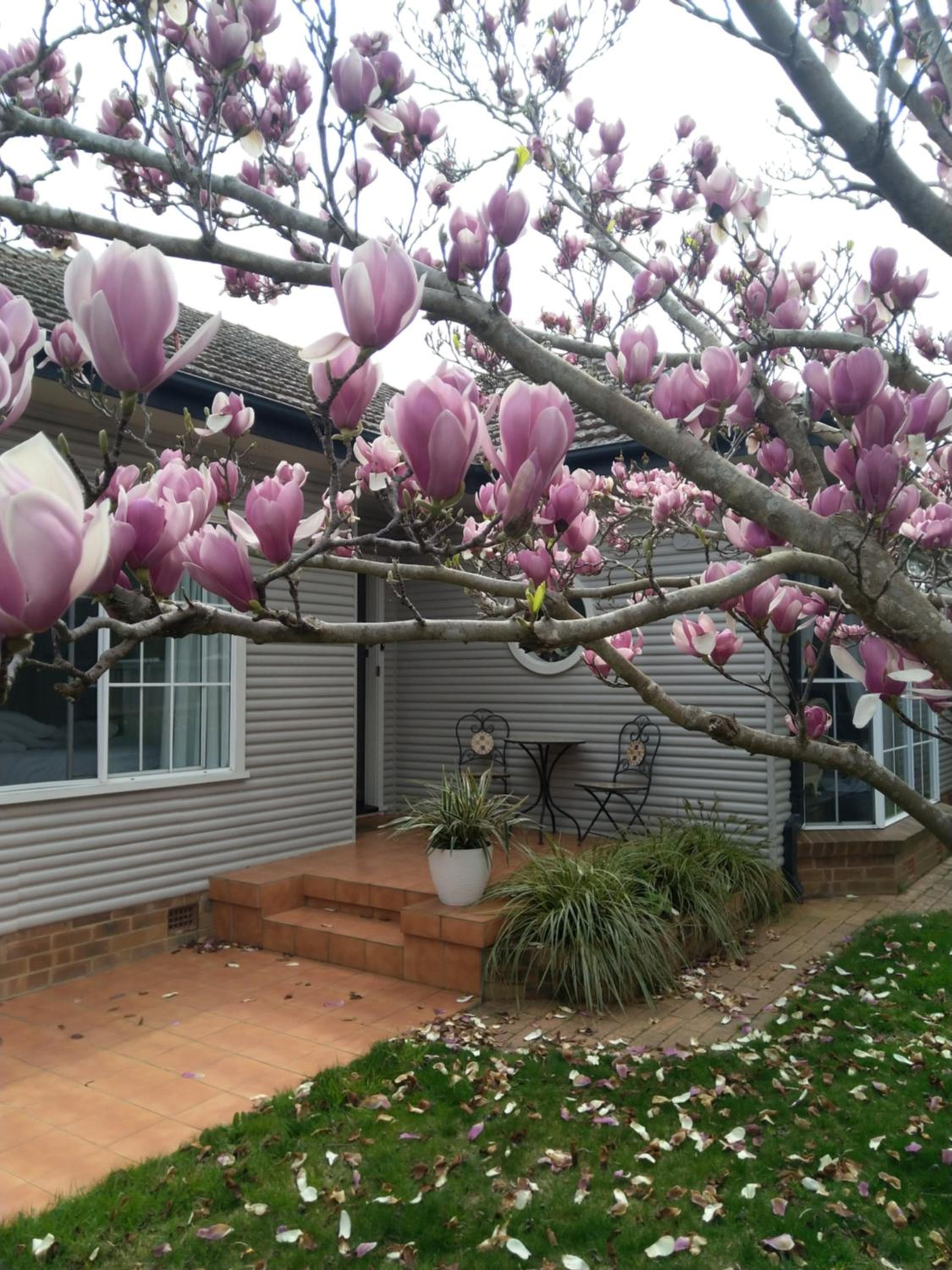 Magnolia Corner