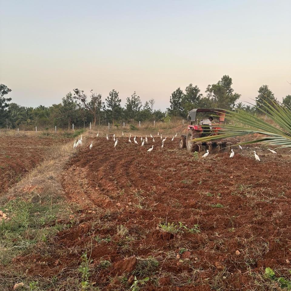 JSK eco and pet-friendly farmhouse, next to kaveri backwaters view 5