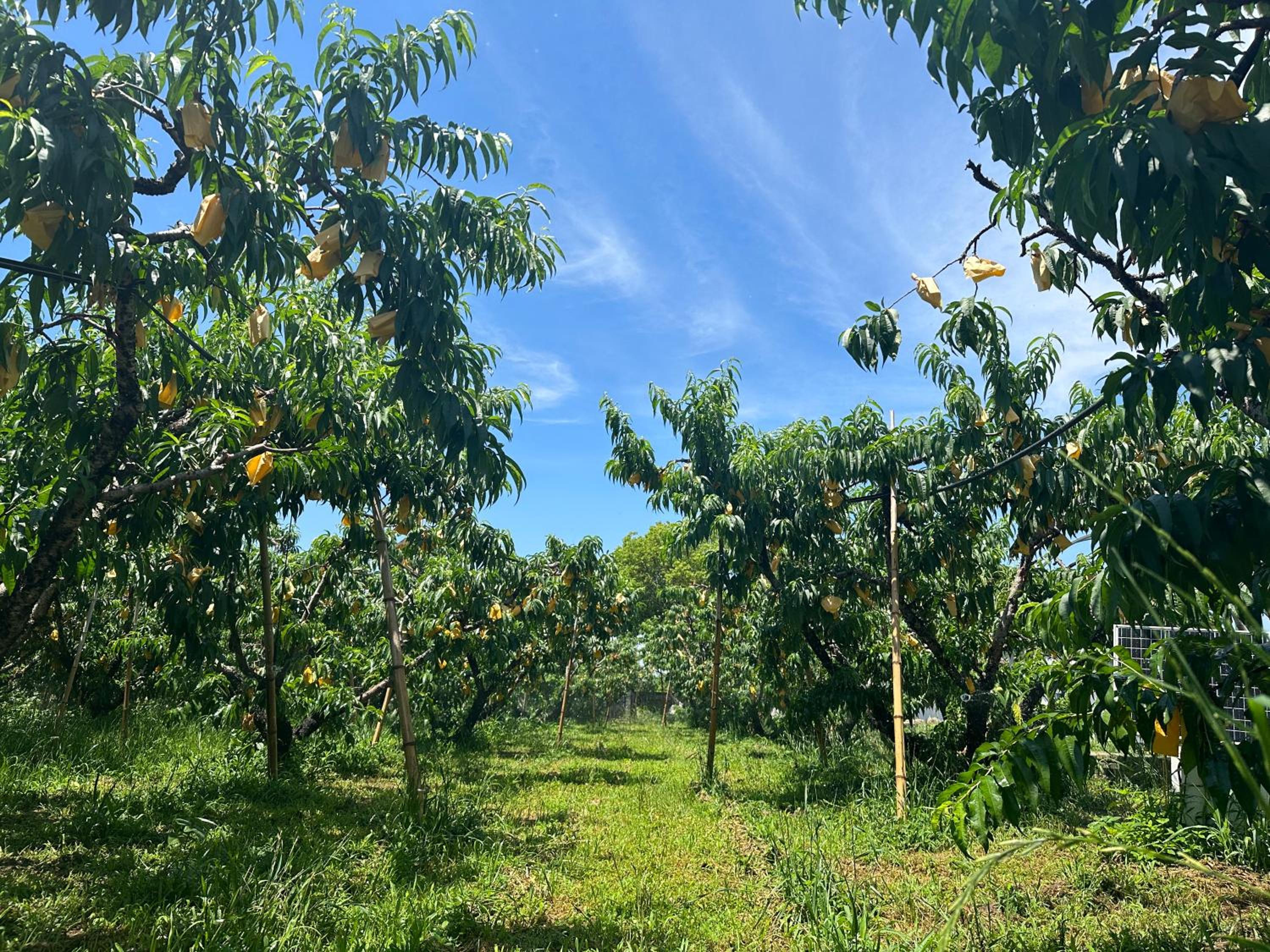 陌上是舍uptownFARM