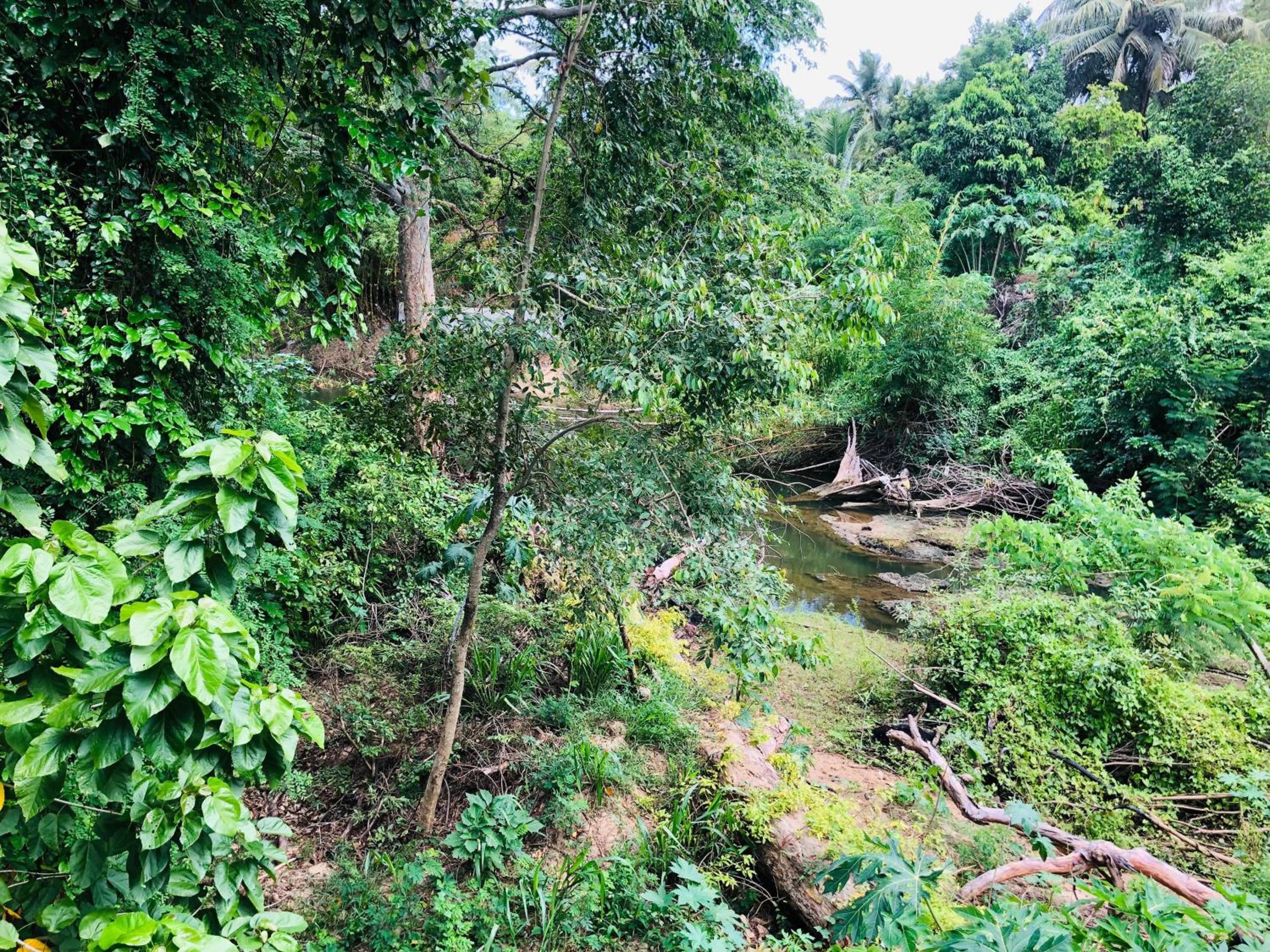 Yala Shenu Safari Inn view 4