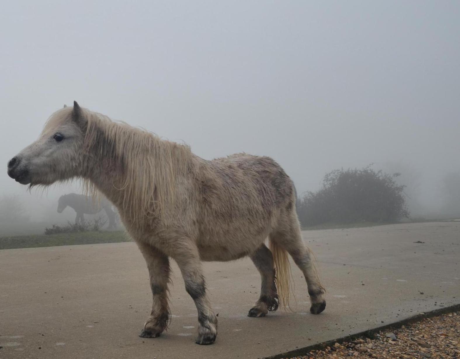 Orlegy