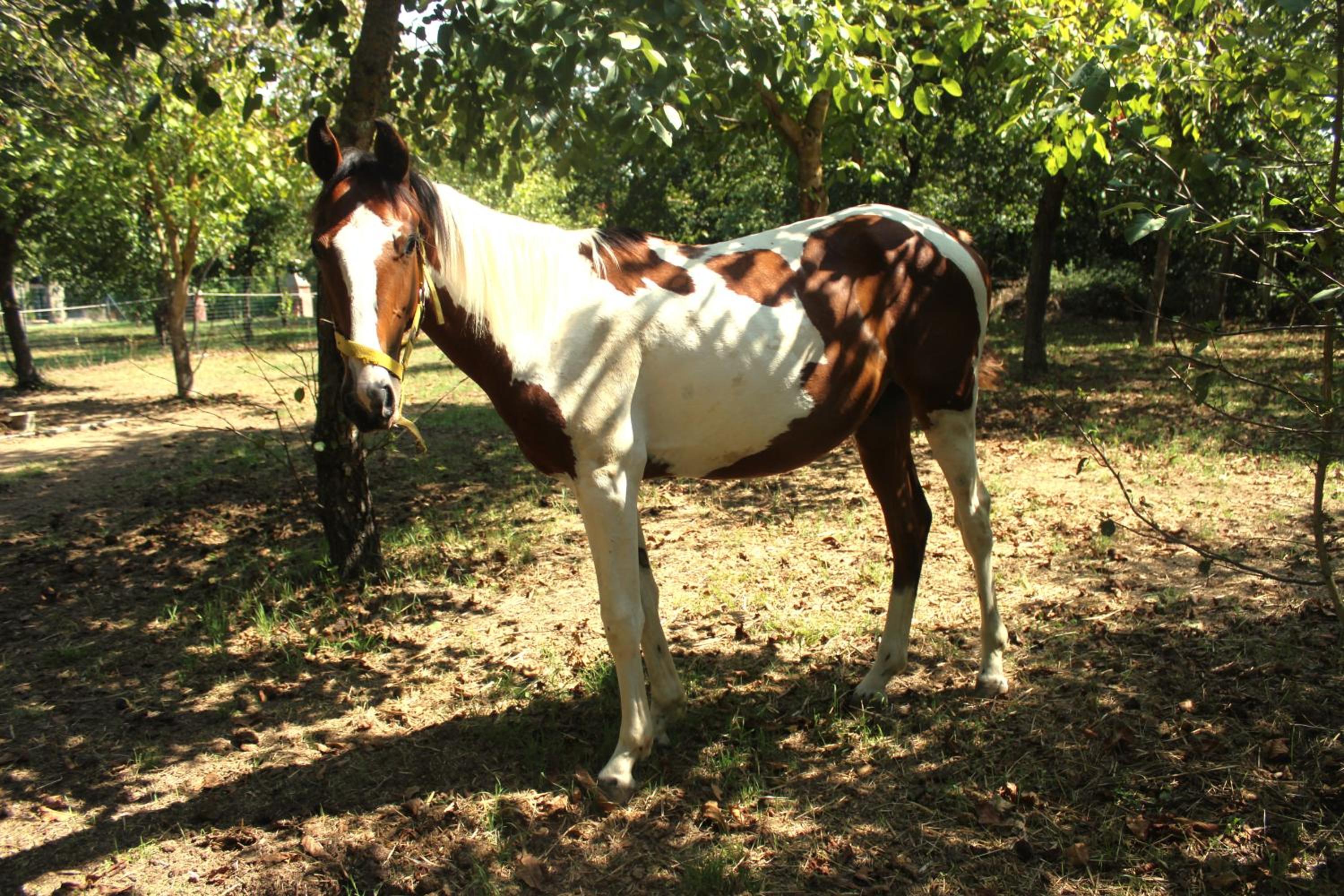 Agriturismo La Piana