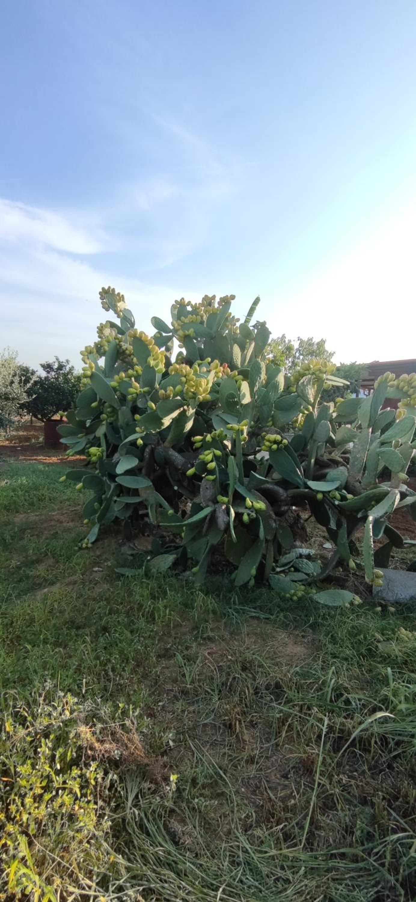 Cascina Vittorio, Relax in campagna con barbecue vicino Gallipoli