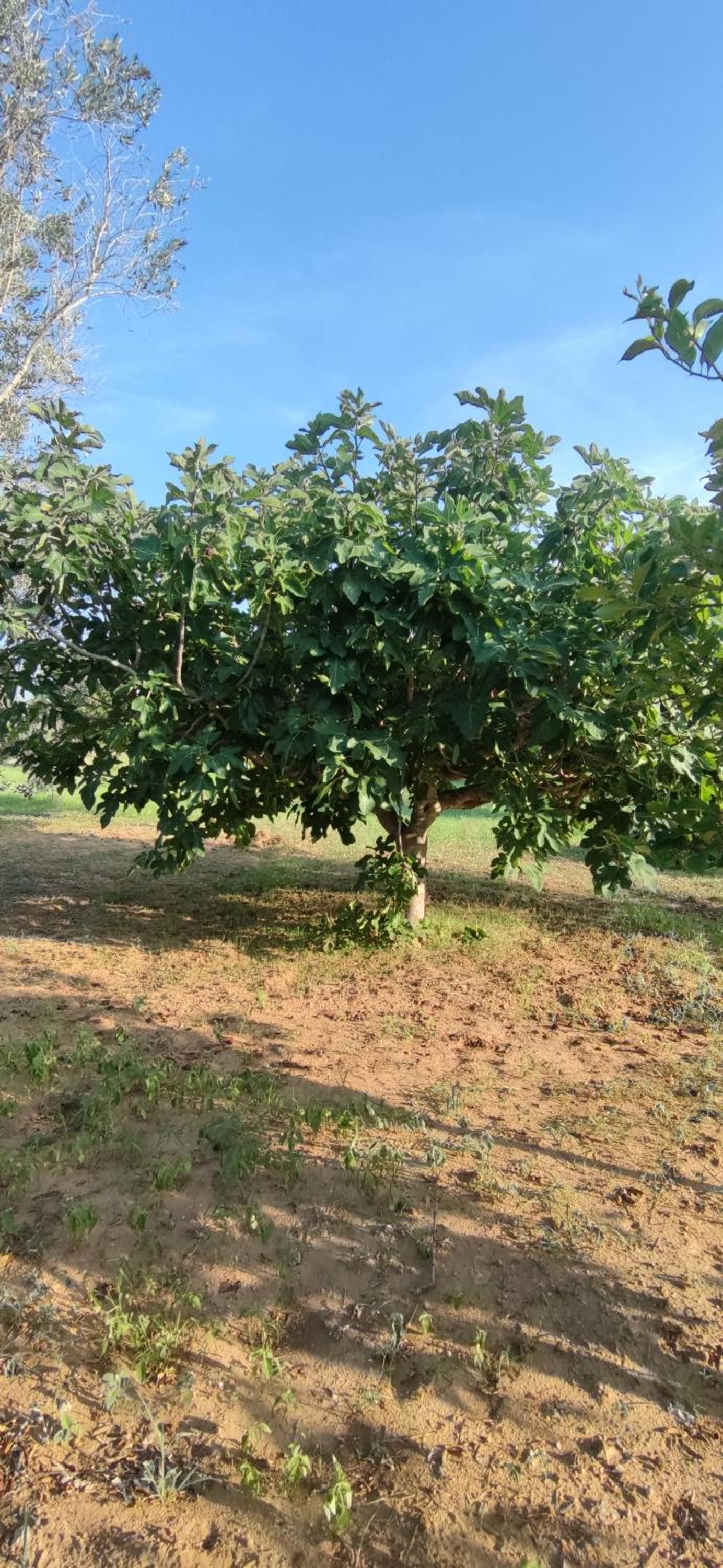 Cascina Vittorio, Relax in campagna con barbecue vicino Gallipoli